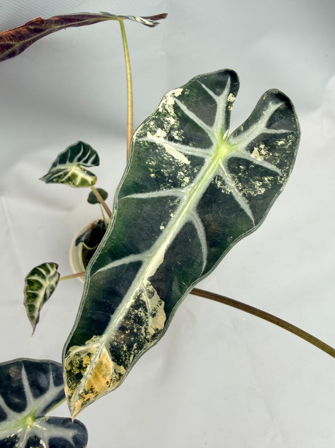 Alocasia Bambino Variegata Aurea 9
