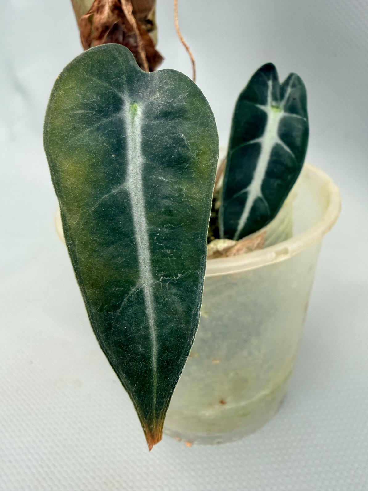 Alocasia Bambino Variegata Aurea 10