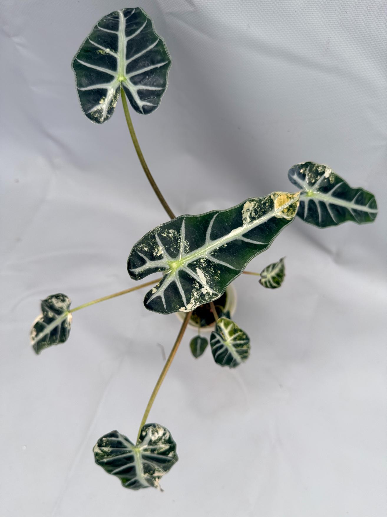 Alocasia Bambino Variegata Aurea 11
