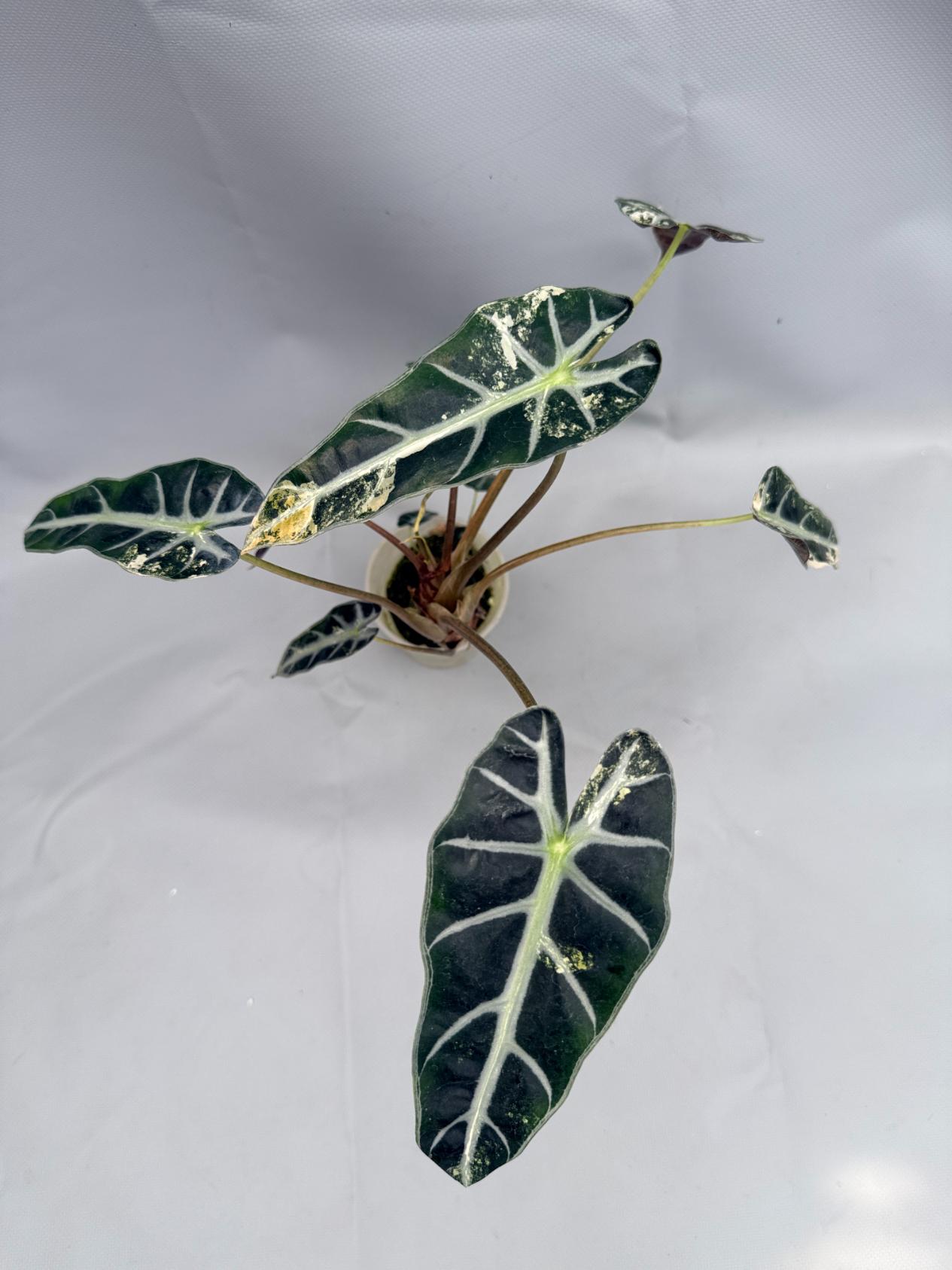 Alocasia Bambino Variegata Aurea 2