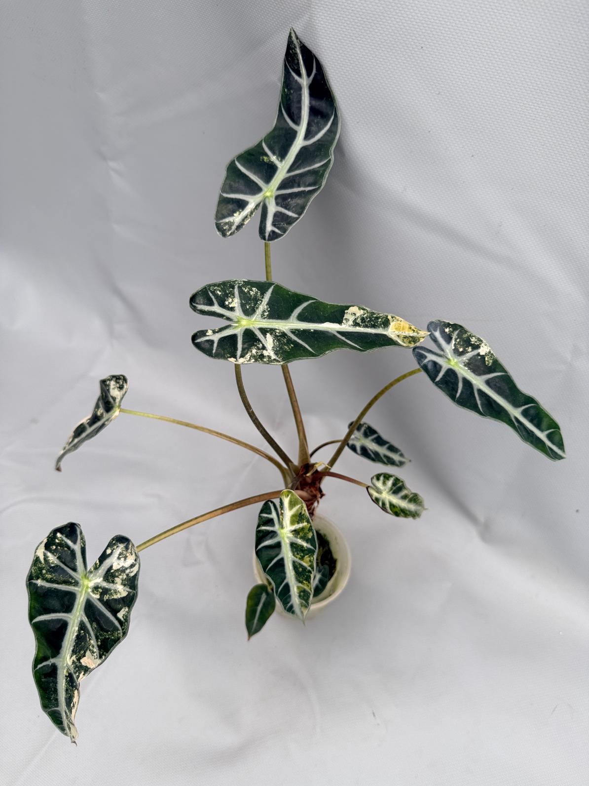 Alocasia Bambino Variegata Aurea 3
