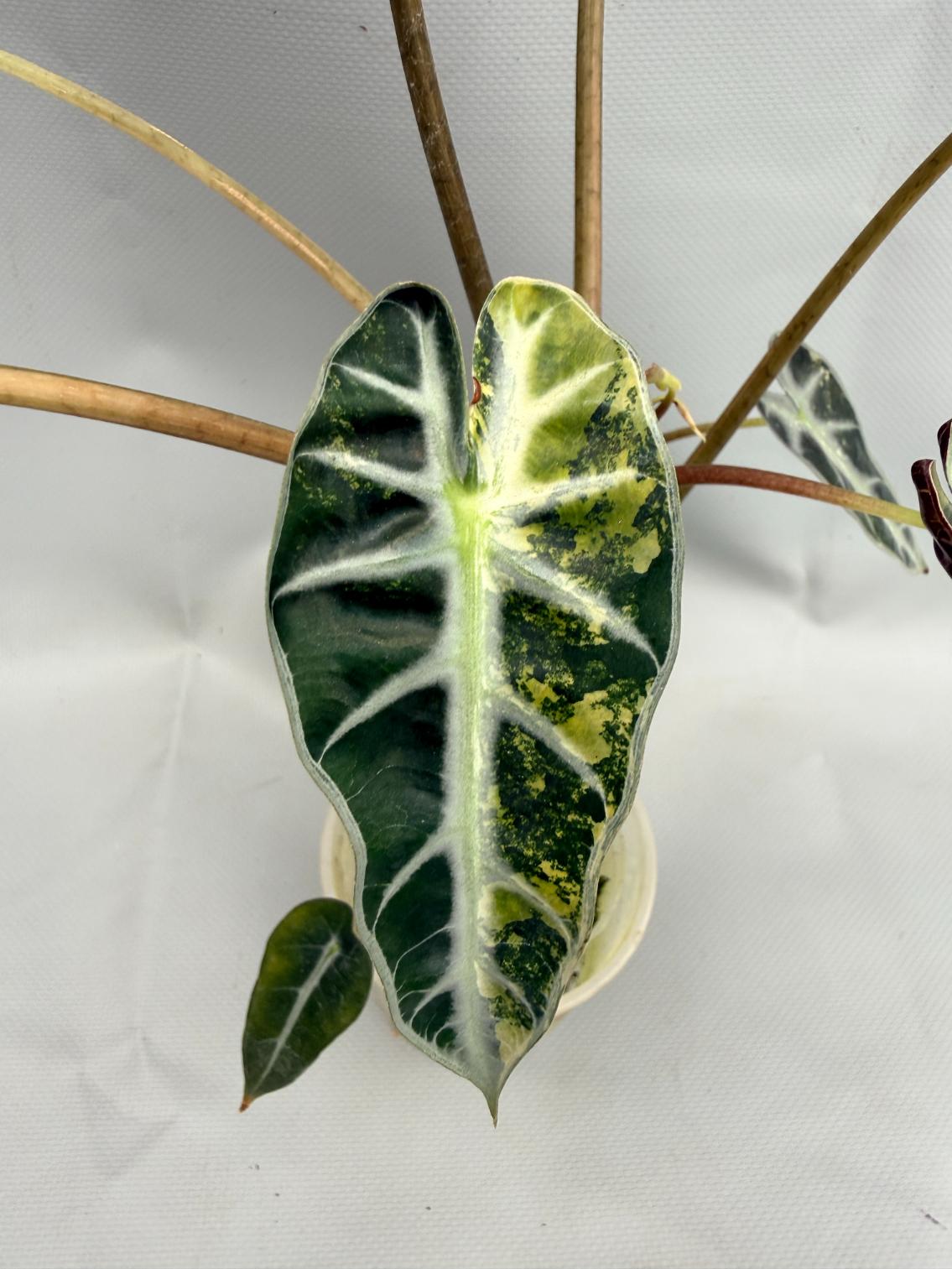 Alocasia Bambino Variegata Aurea 