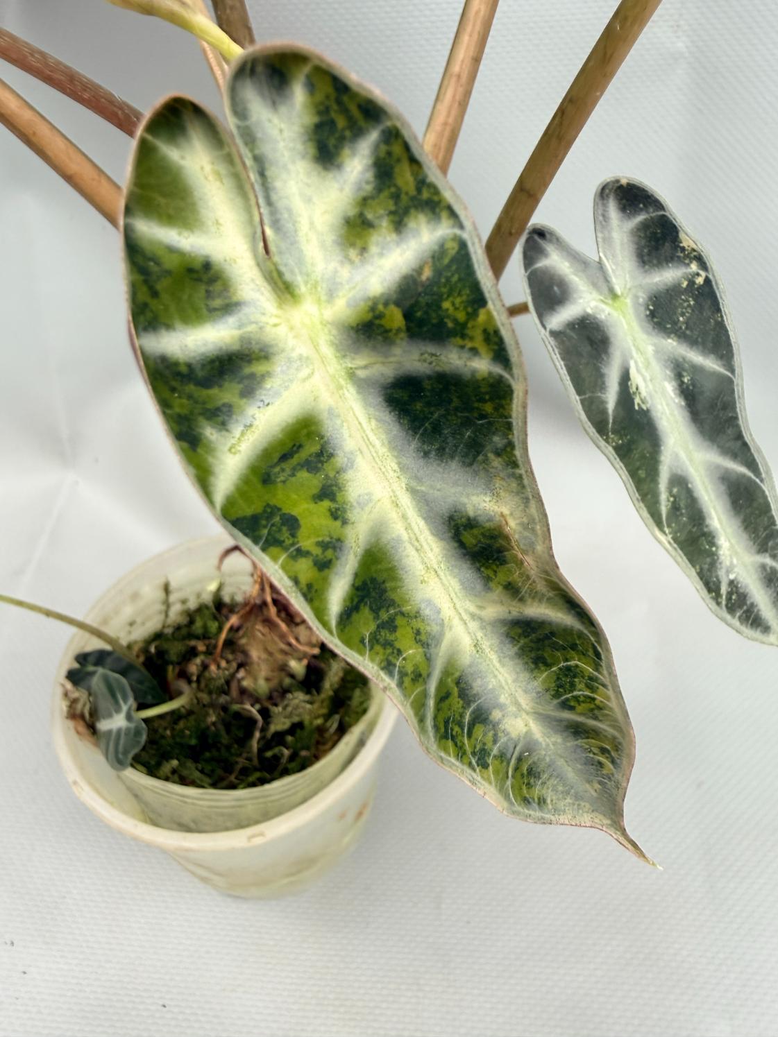Alocasia Bambino Variegata Aurea 6