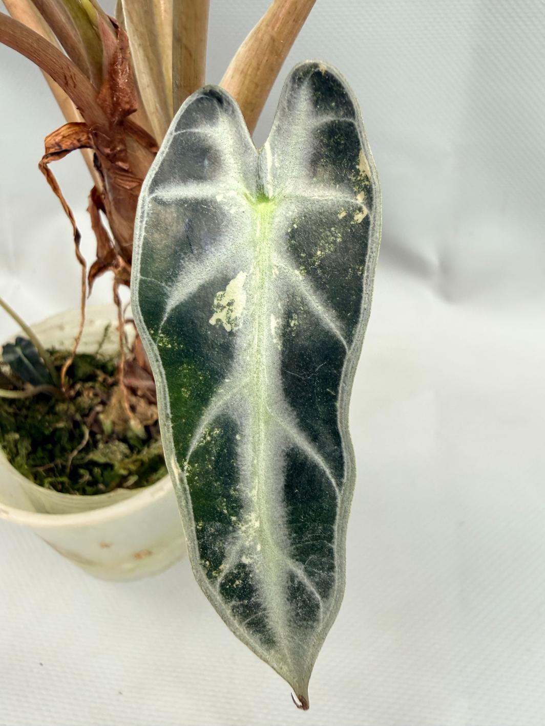 Alocasia Bambino Variegata Aurea 7