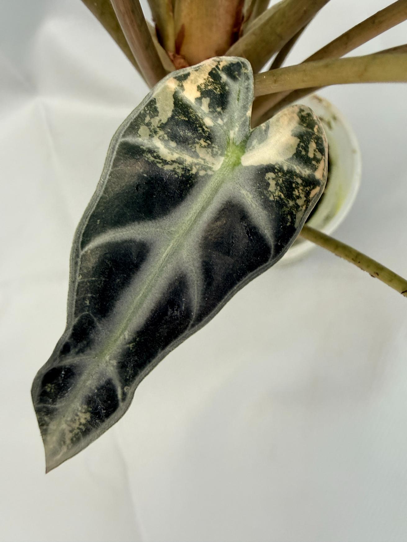 Alocasia Bambino Variegata Aurea 7