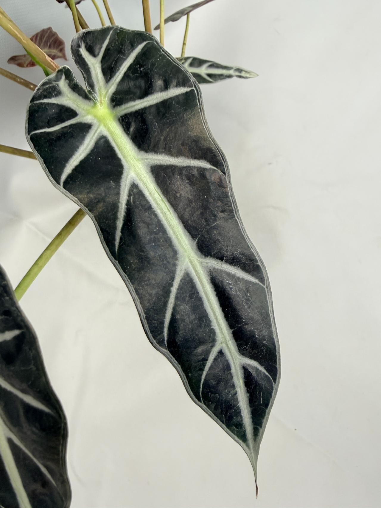 Alocasia Bambino Variegata Aurea 8