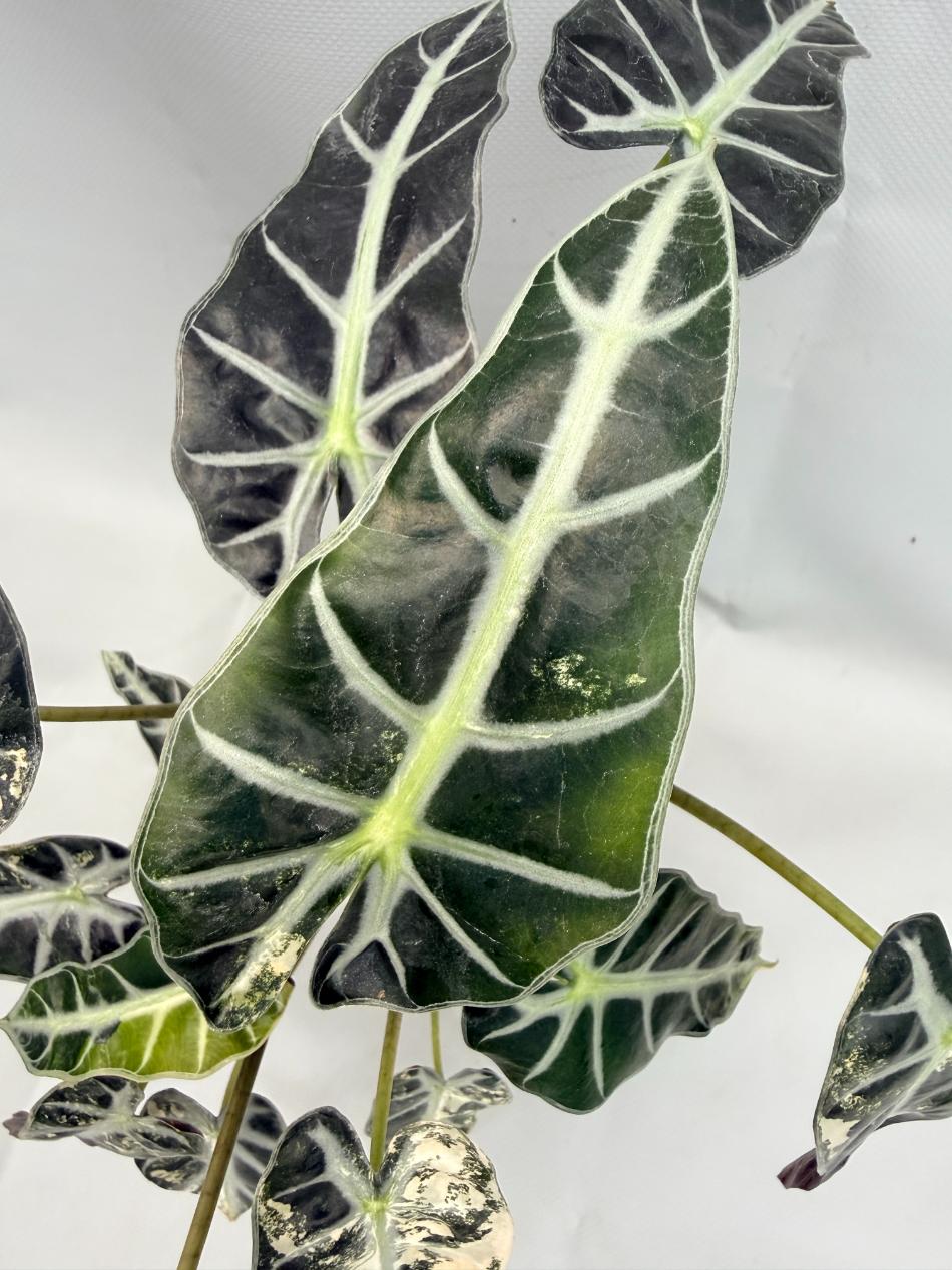 Alocasia Bambino Variegata Aurea 9