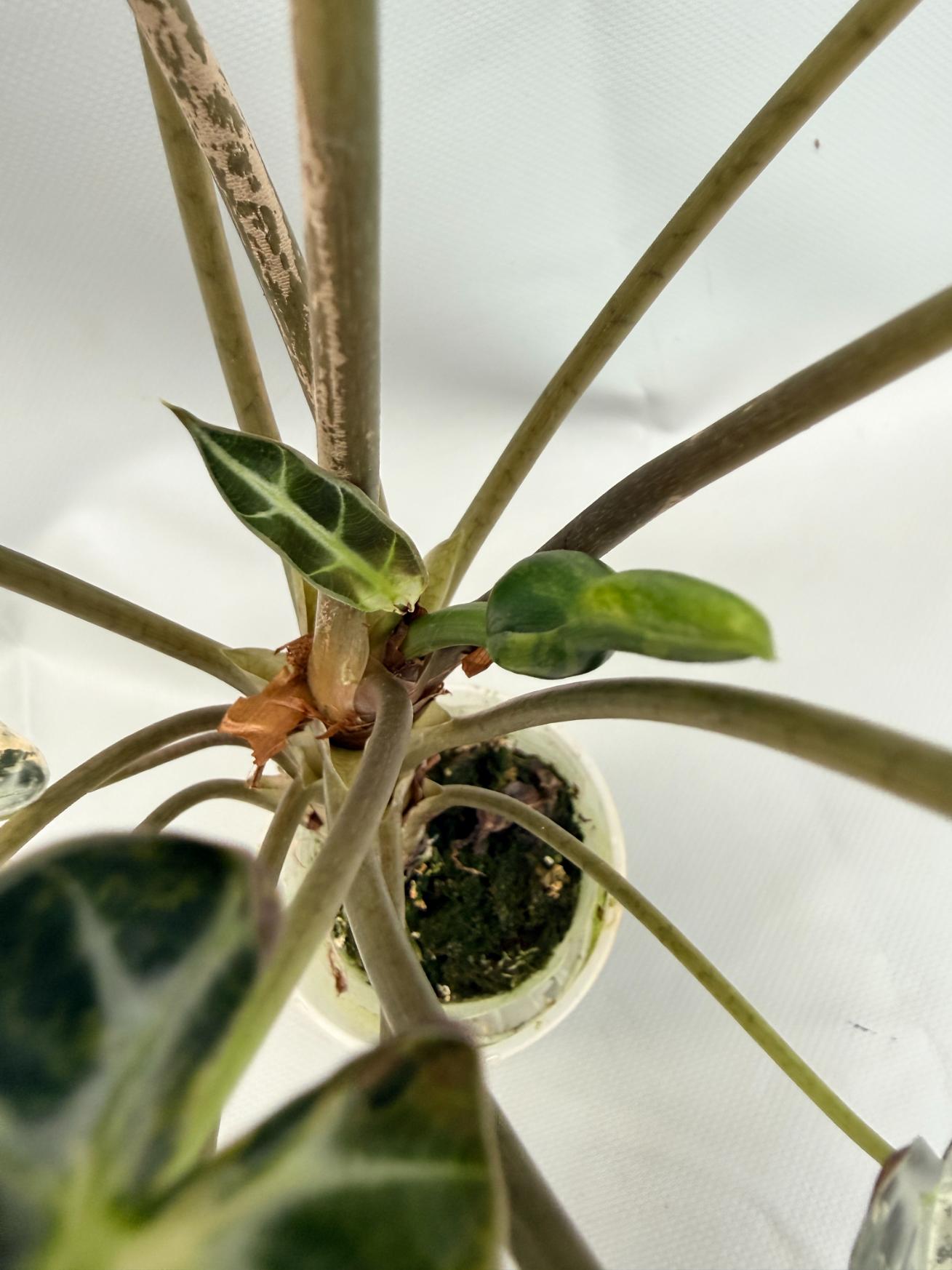 Alocasia Bambino Variegata Aurea 10