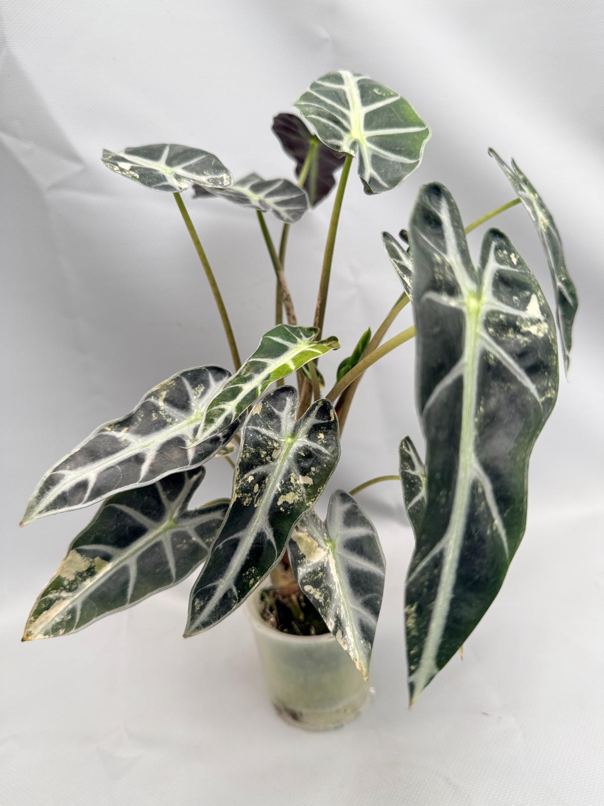 Alocasia Bambino Variegata Aurea 11