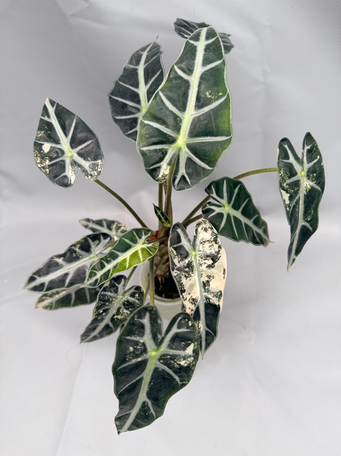 Alocasia Bambino Variegata Aurea 2