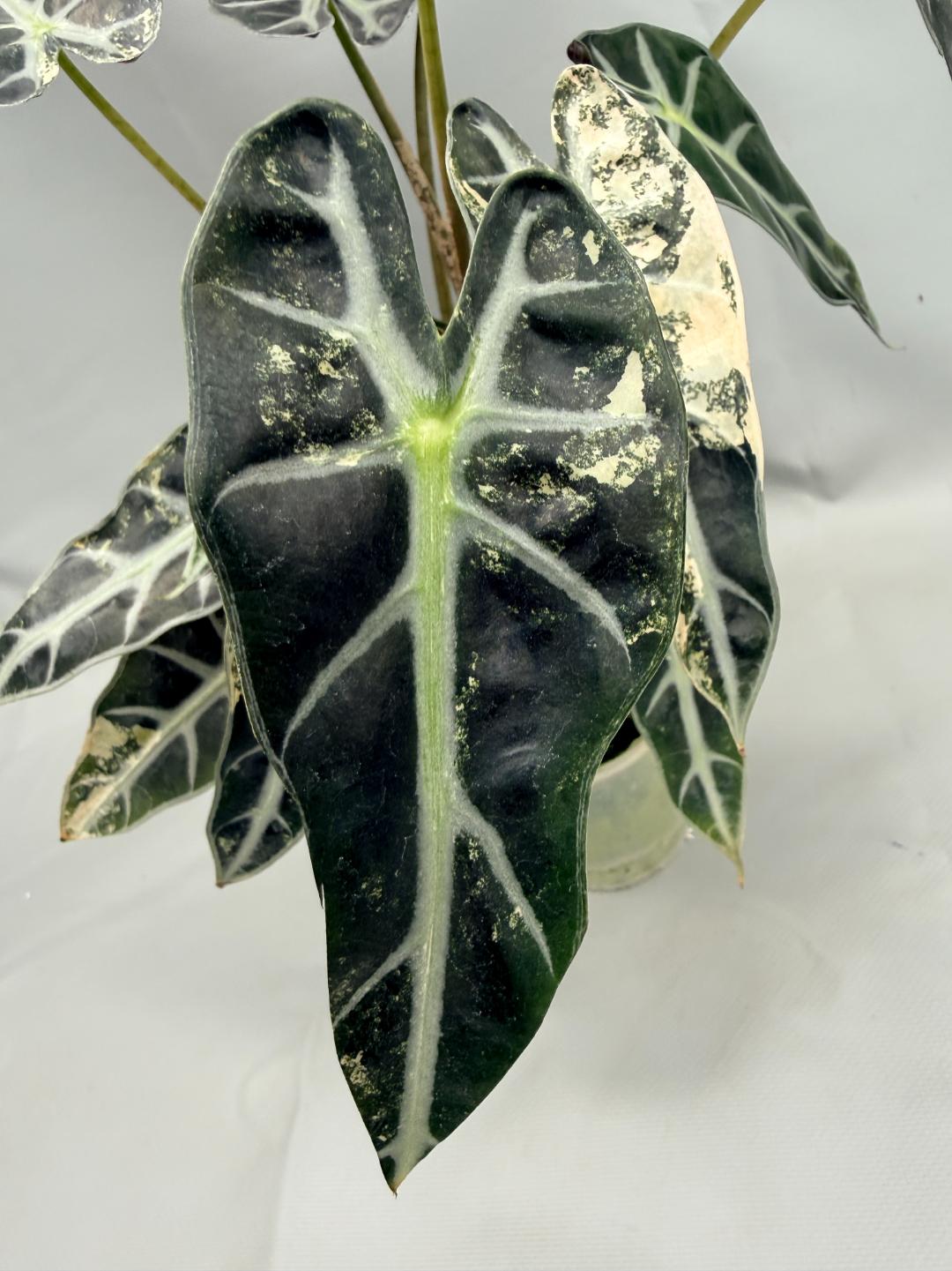 Alocasia Bambino Variegata Aurea 3