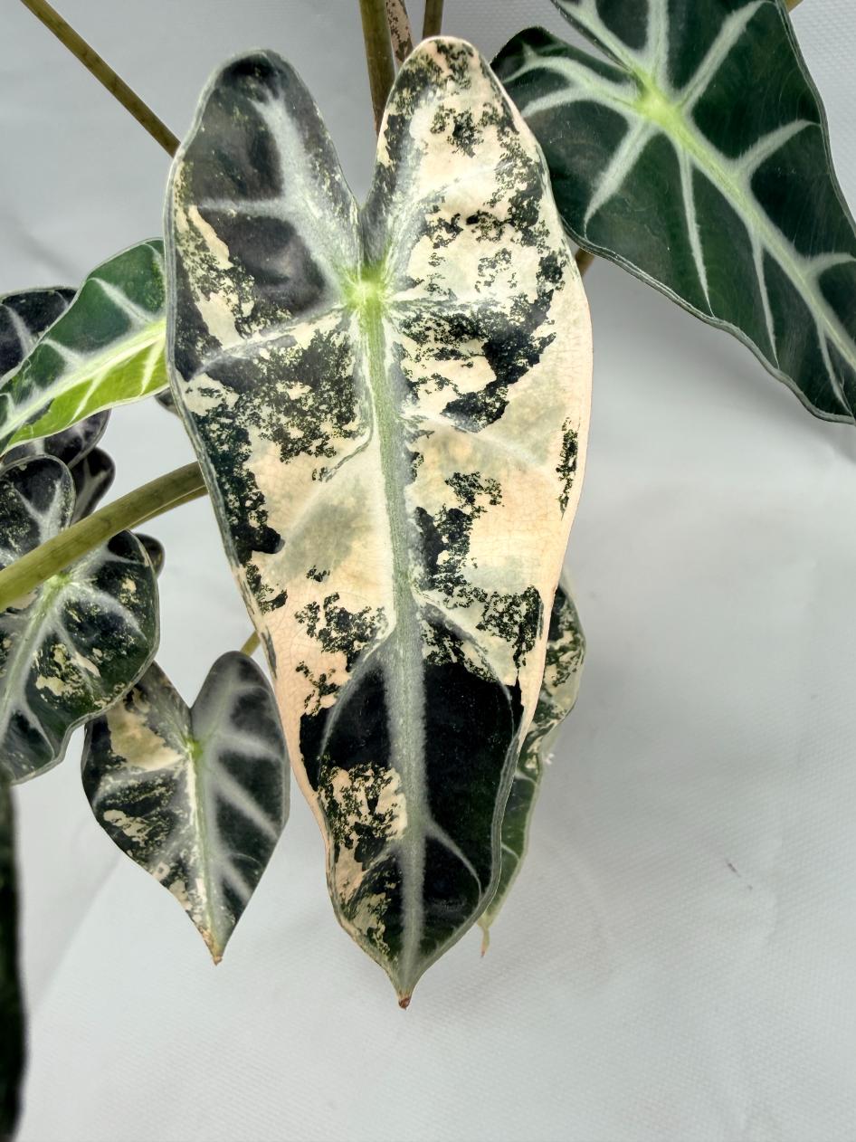 Alocasia Bambino Variegata Aurea 4