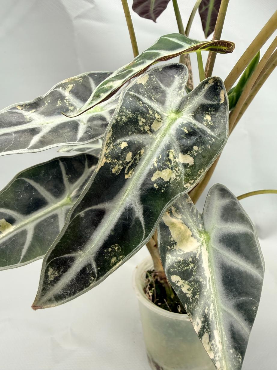 Alocasia Bambino Variegata Aurea 5