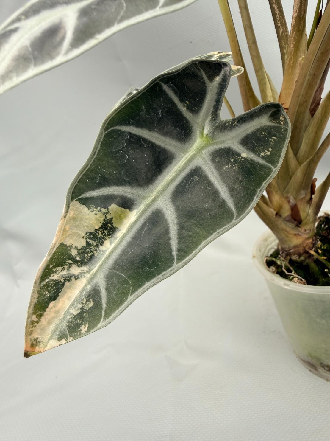 Alocasia Bambino Variegata Aurea 6