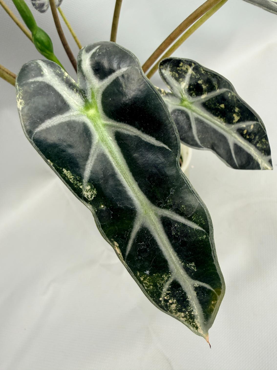 Alocasia Bambino Variegata Aurea 7