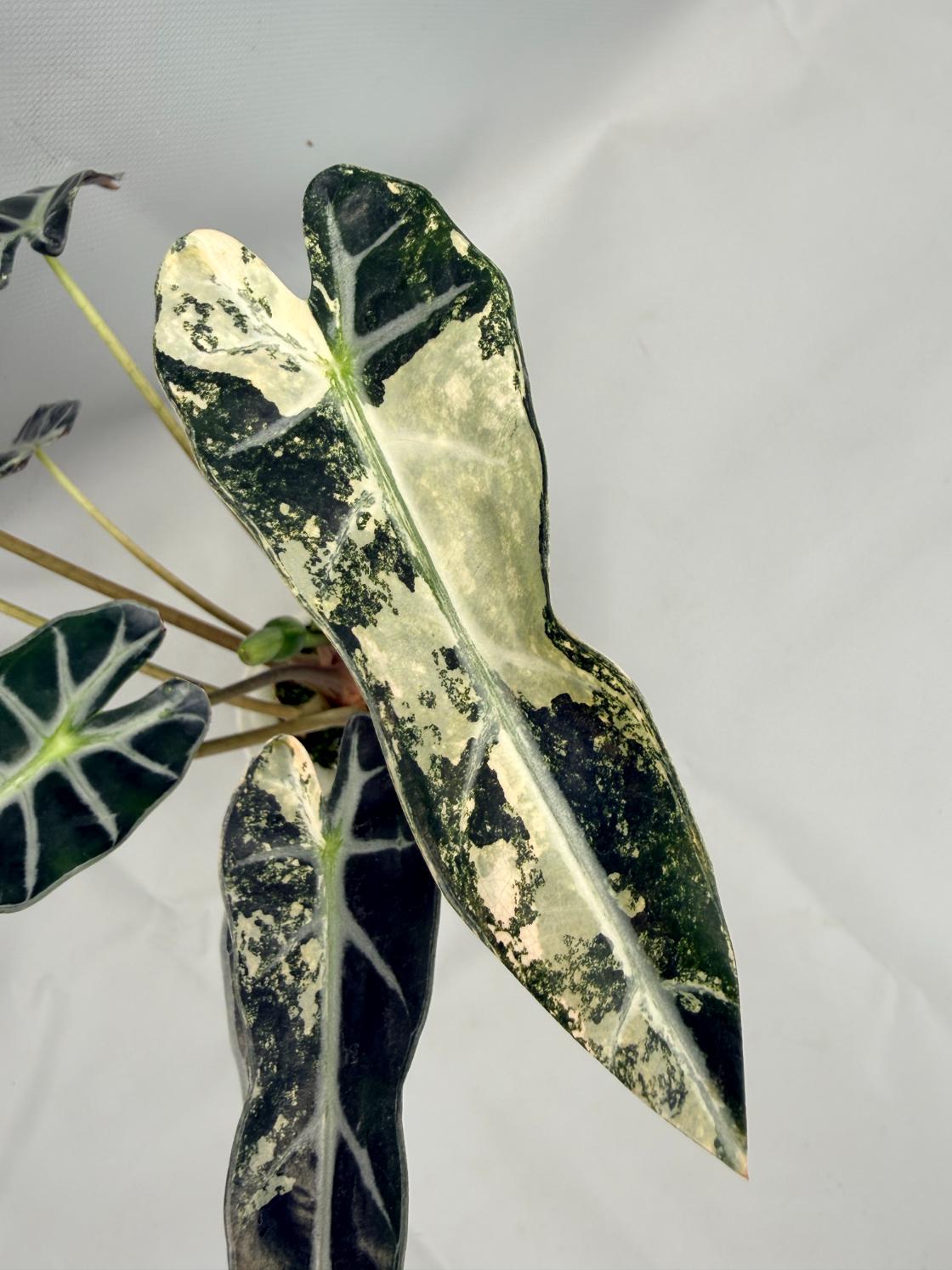 Alocasia Bambino Variegata Aurea 8