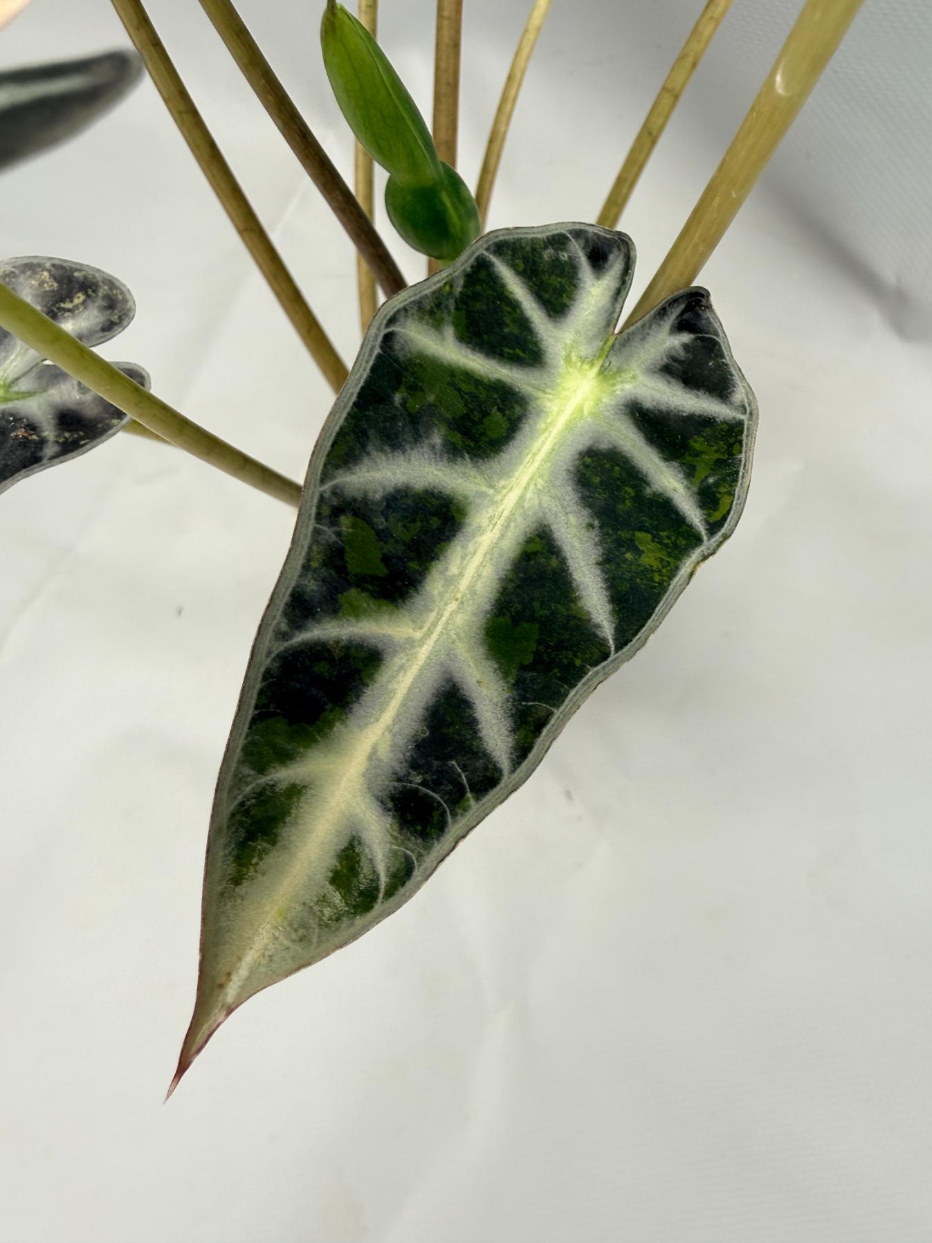 Alocasia Bambino Variegata Aurea 9