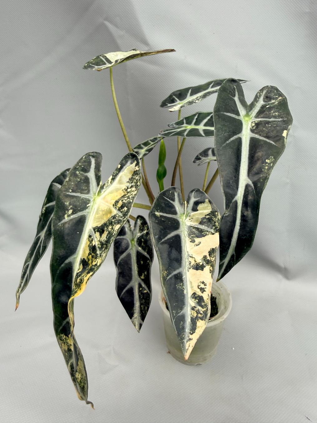 Alocasia Bambino Variegata Aurea