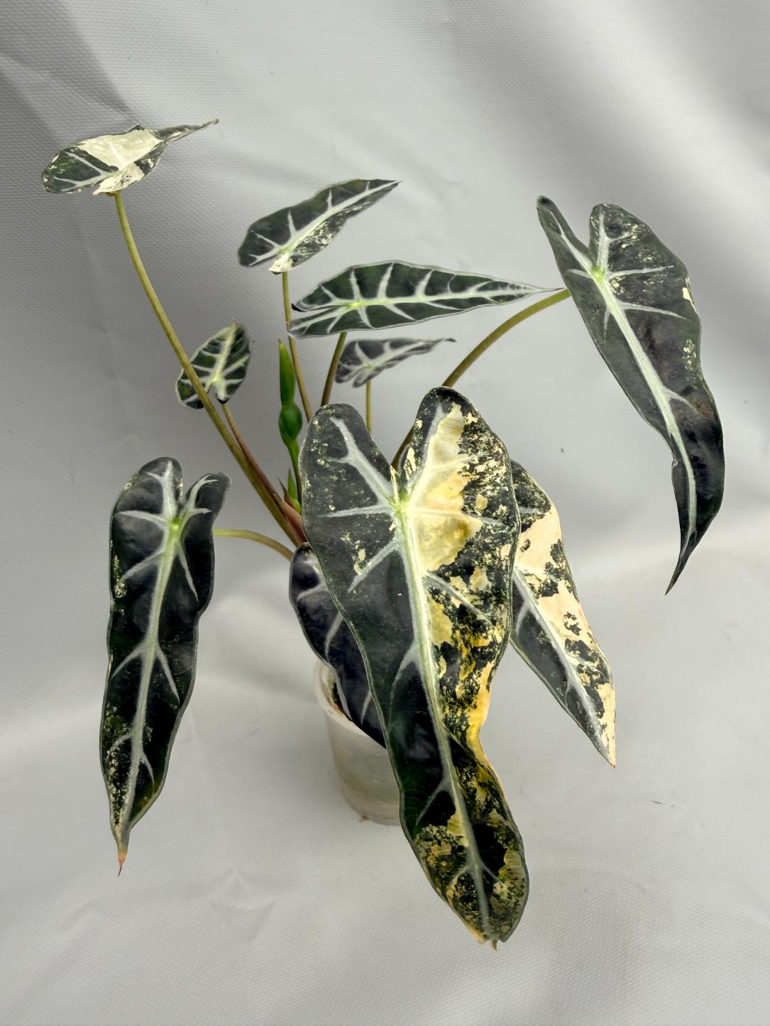 Alocasia Bambino Variegata Aurea 2