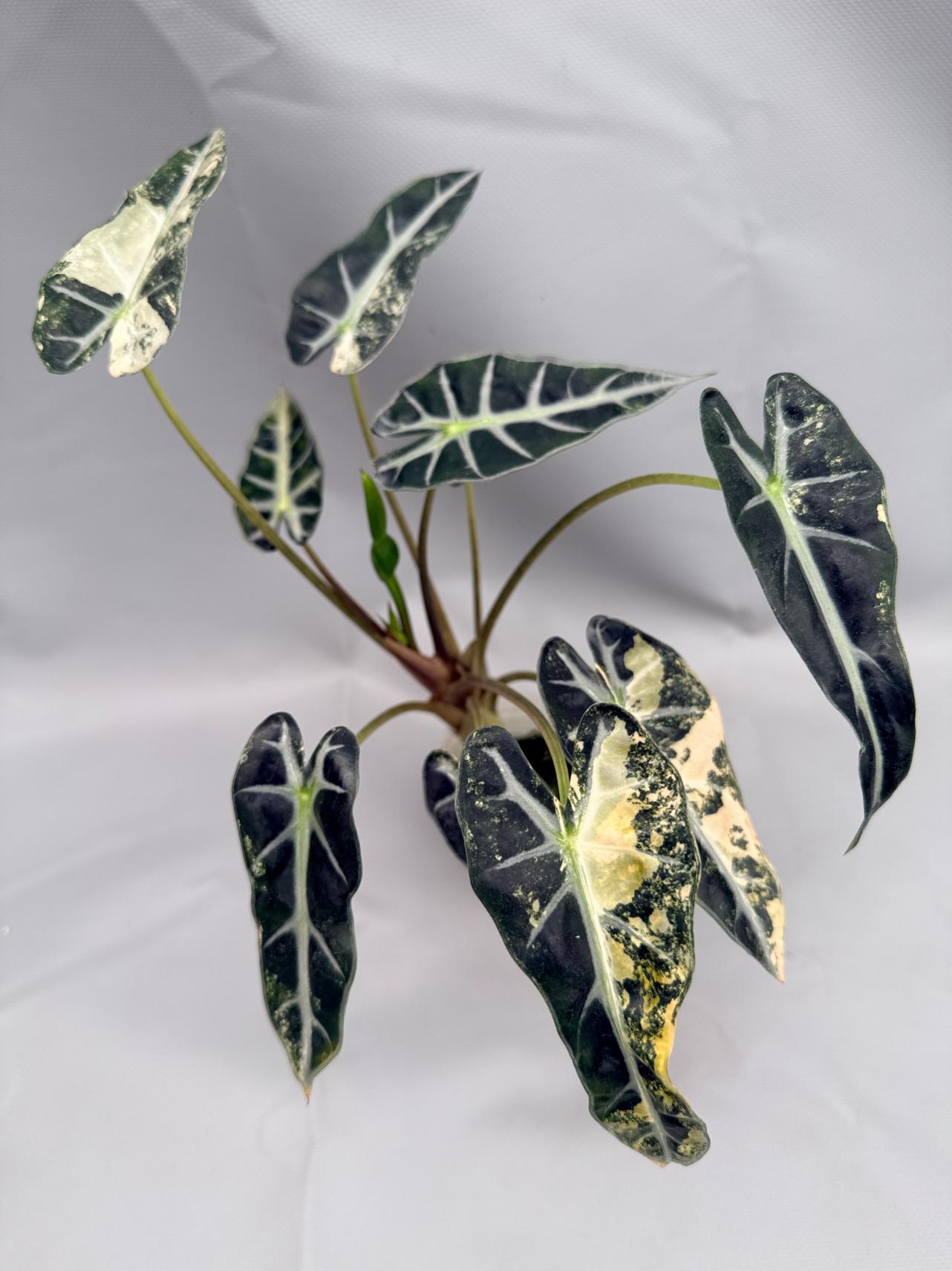 Alocasia Bambino Variegata Aurea 3