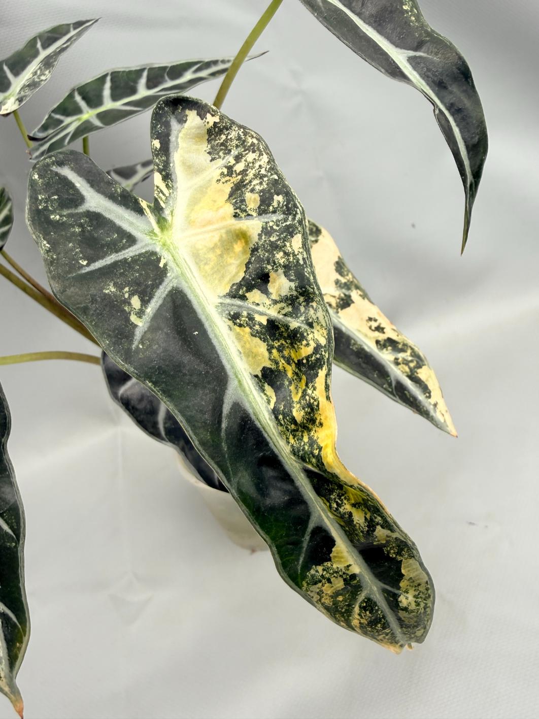 Alocasia Bambino Variegata Aurea 4