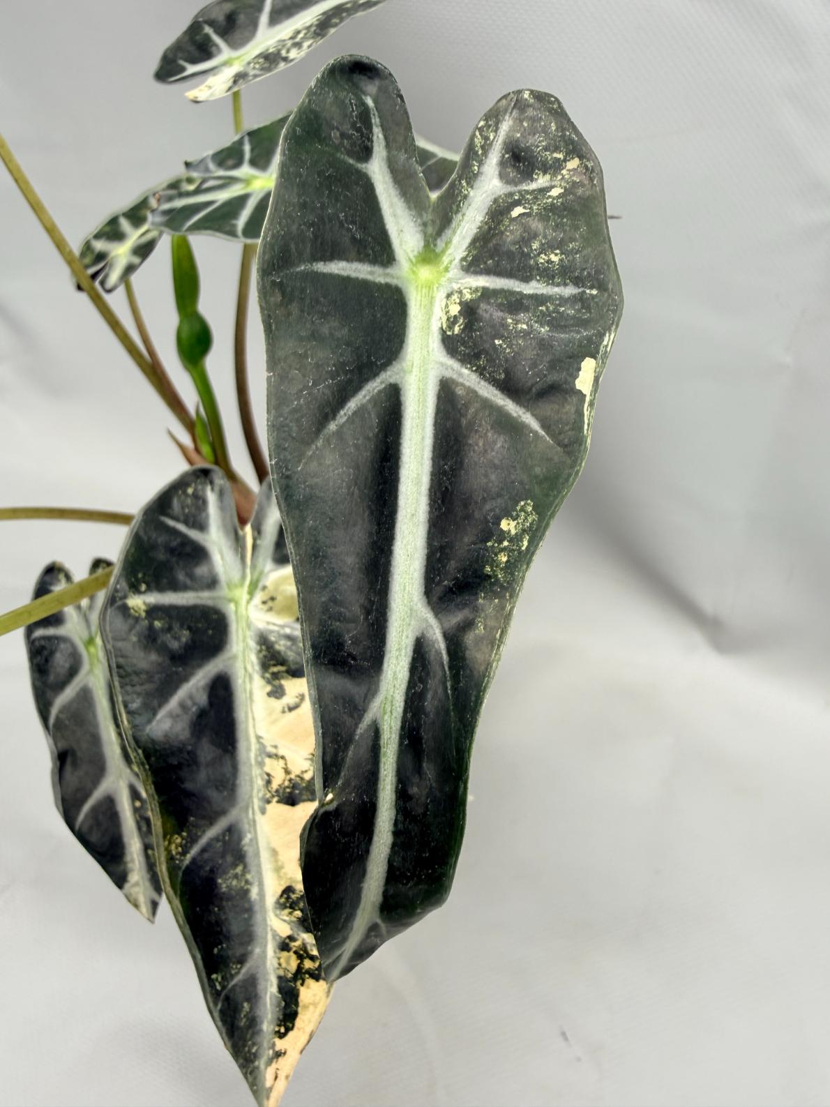 Alocasia Bambino Variegata Aurea 5