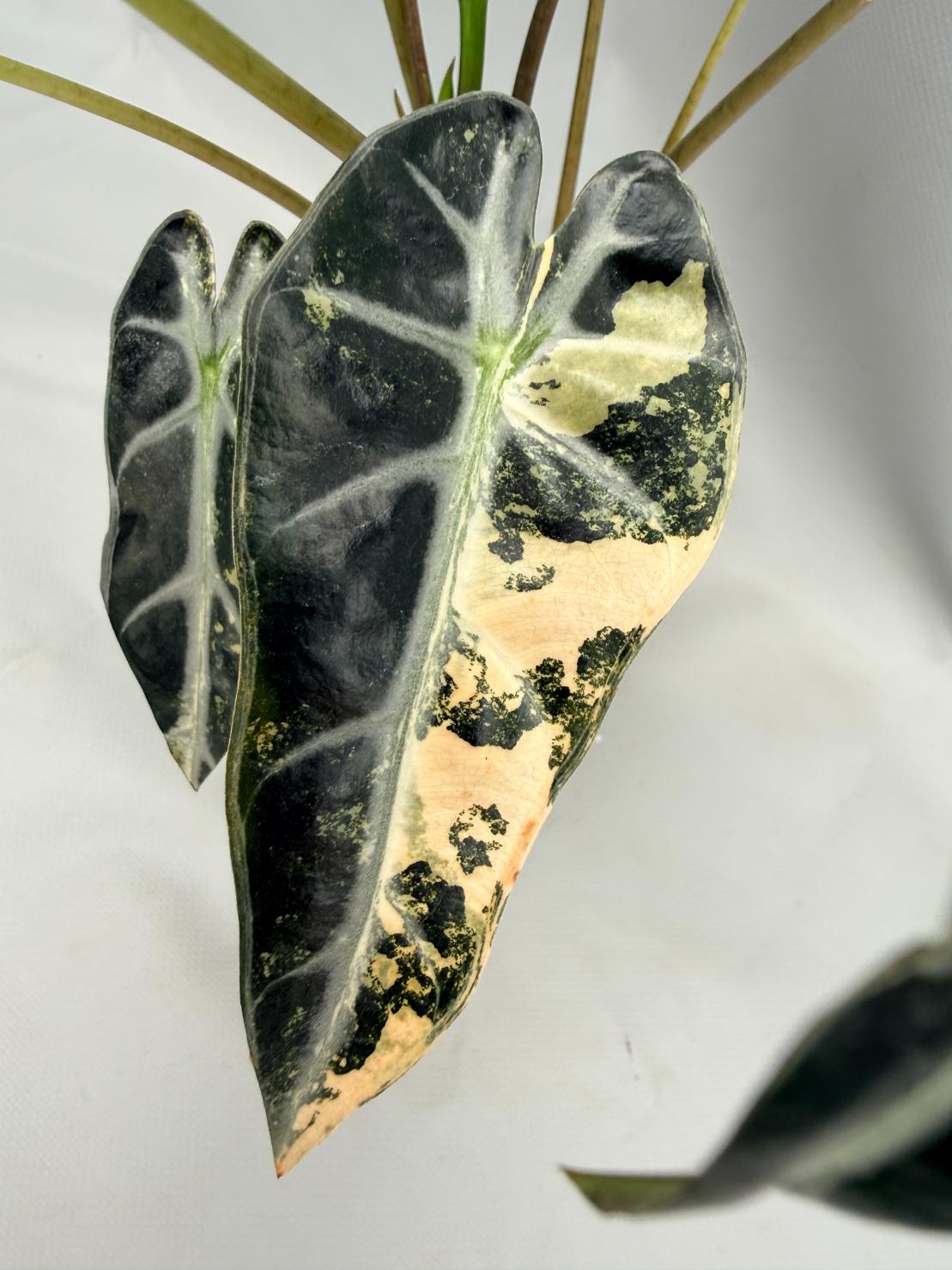 Alocasia Bambino Variegata Aurea 6