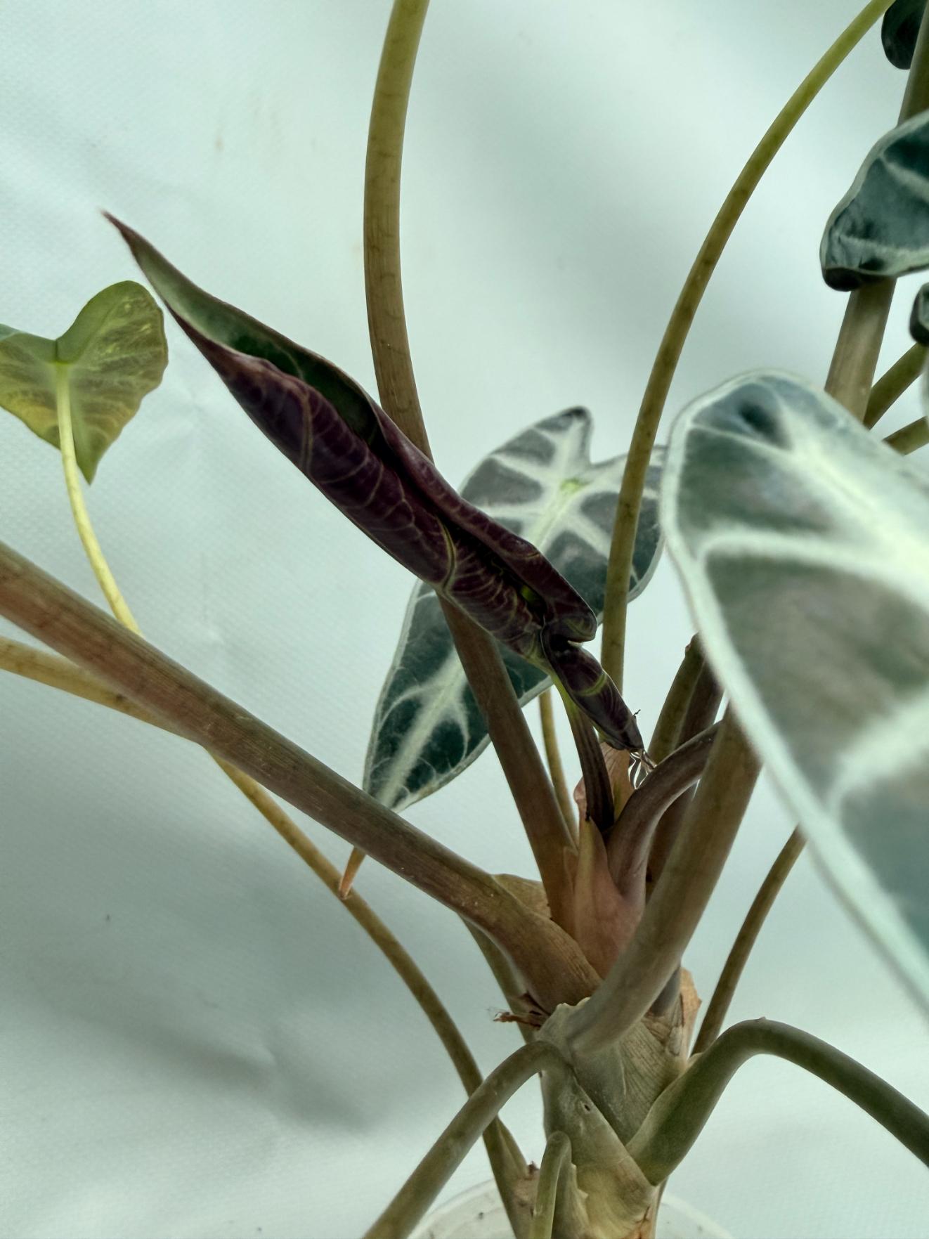 Alocasia Bambino Variegata Aurea 09