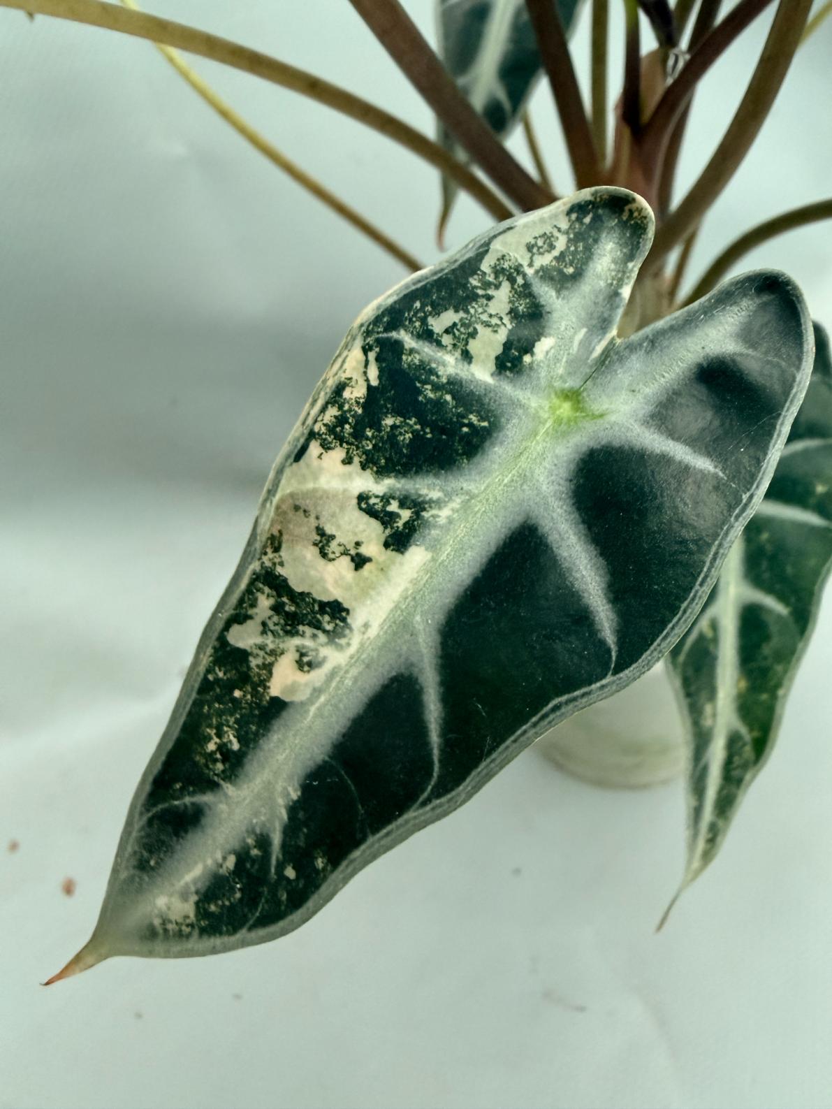 Alocasia Bambino Variegata Aurea 10