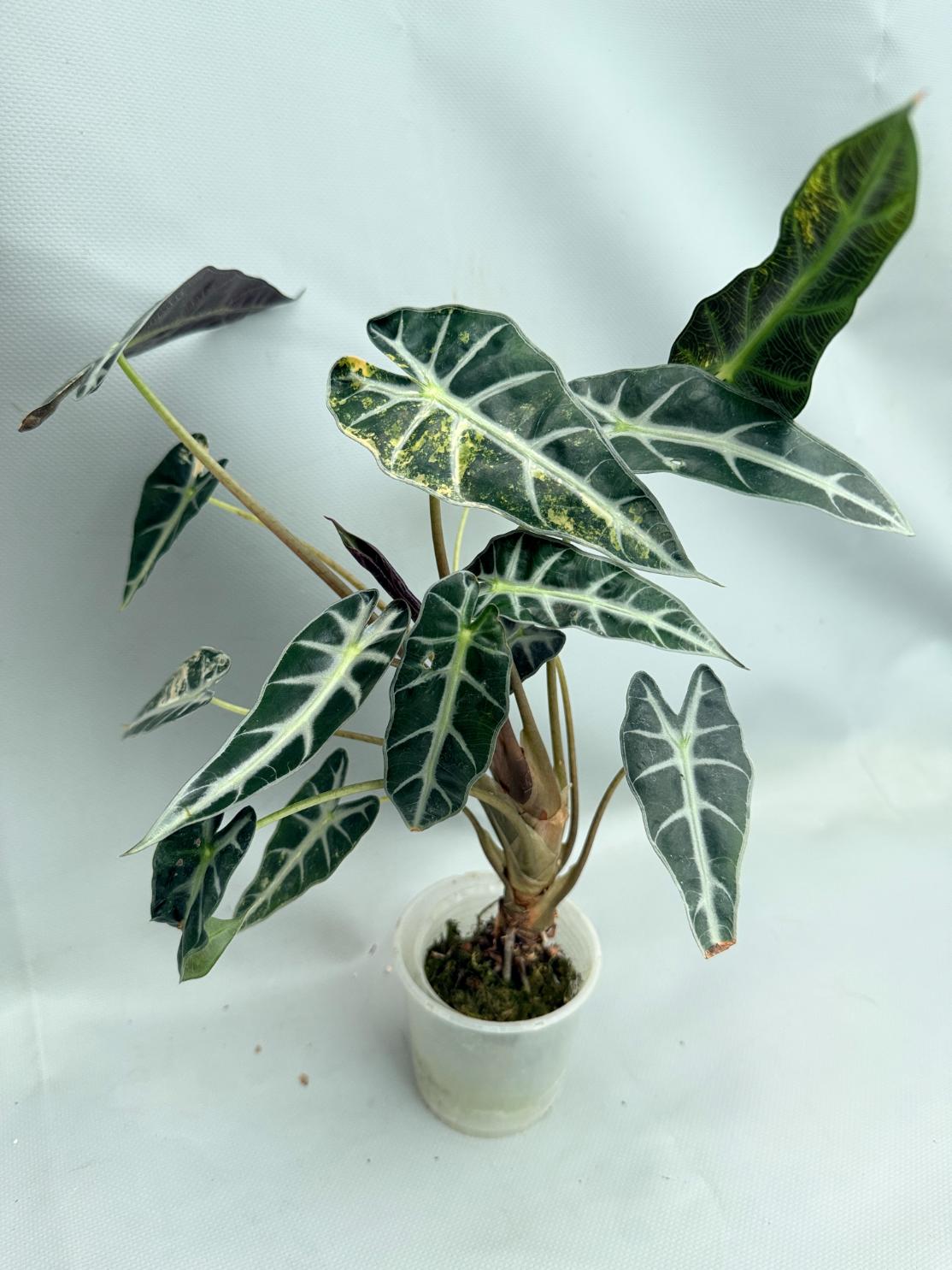 Alocasia Bambino Variegata Aurea 01