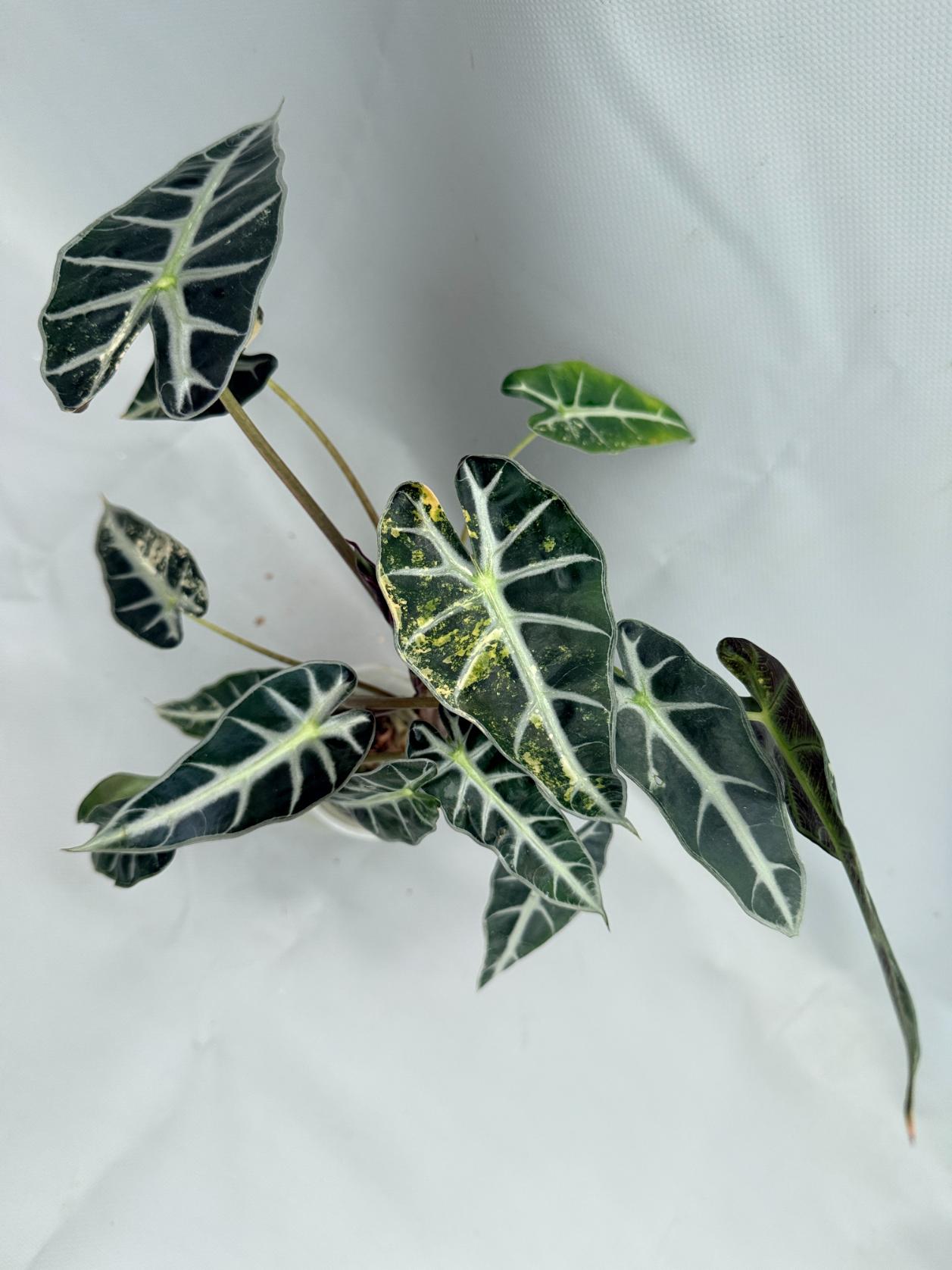 Alocasia Bambino Variegata Aurea 02