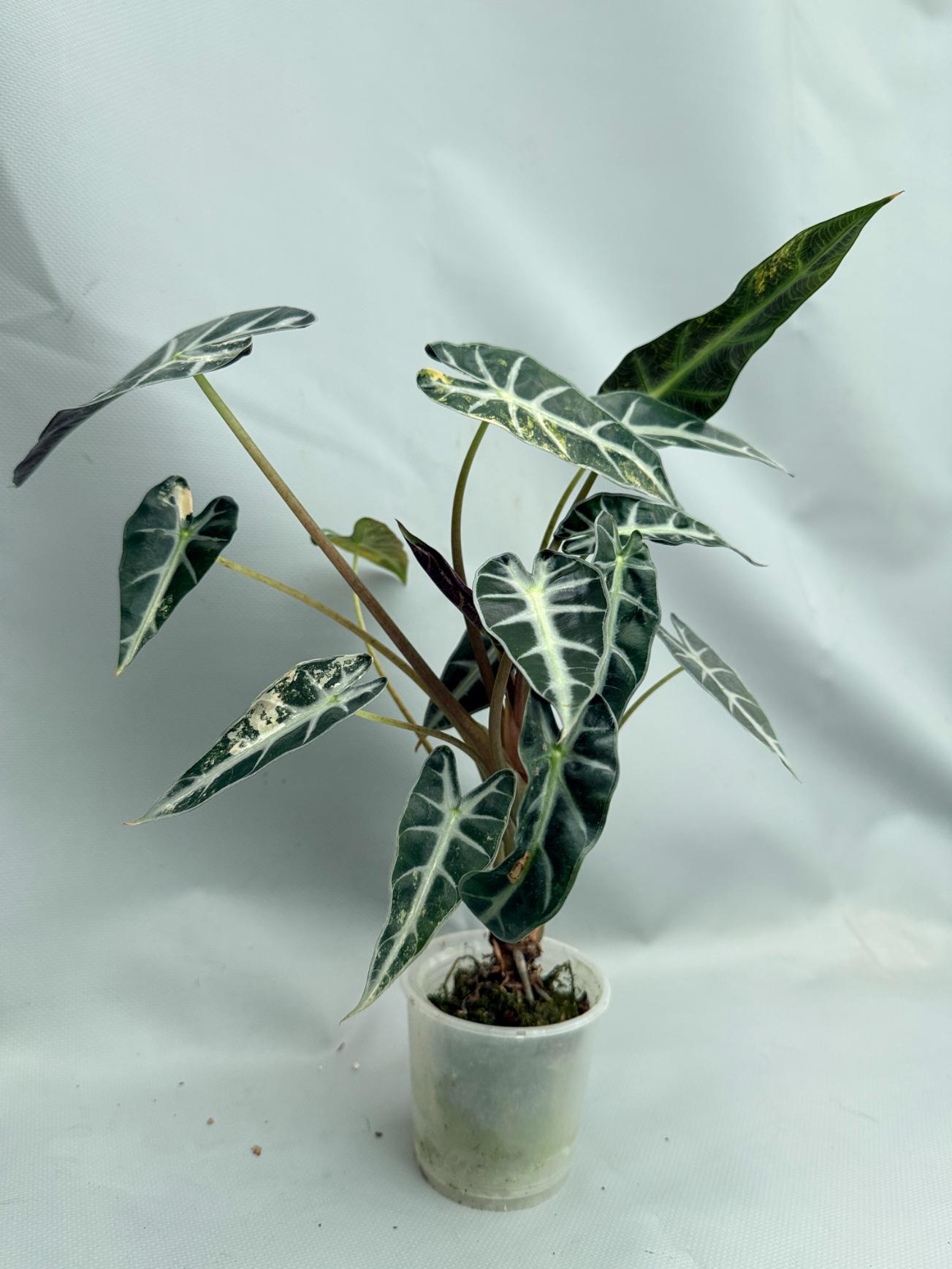 Alocasia Bambino Variegata Aurea 03