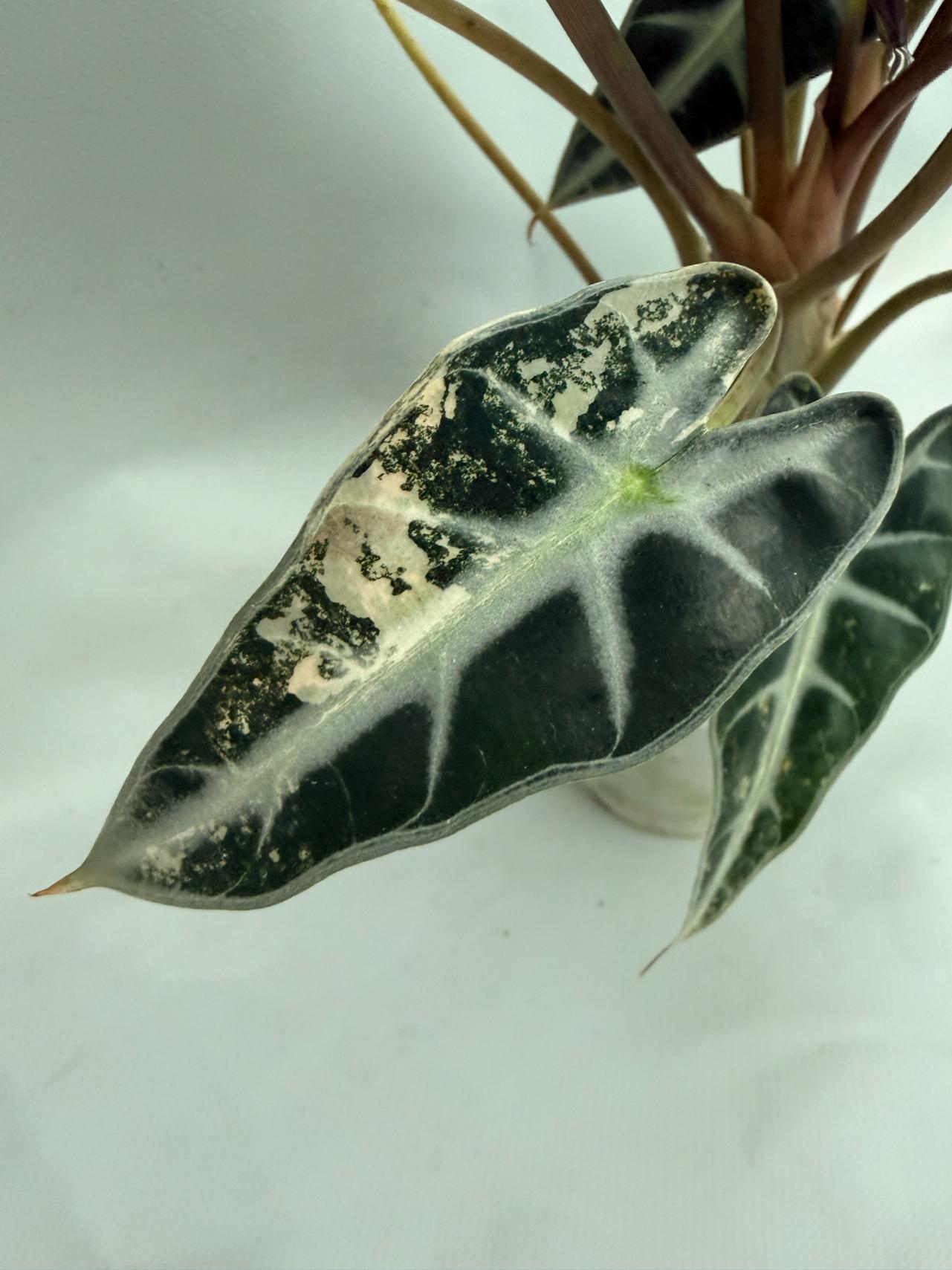 Alocasia Bambino Variegata Aurea 04