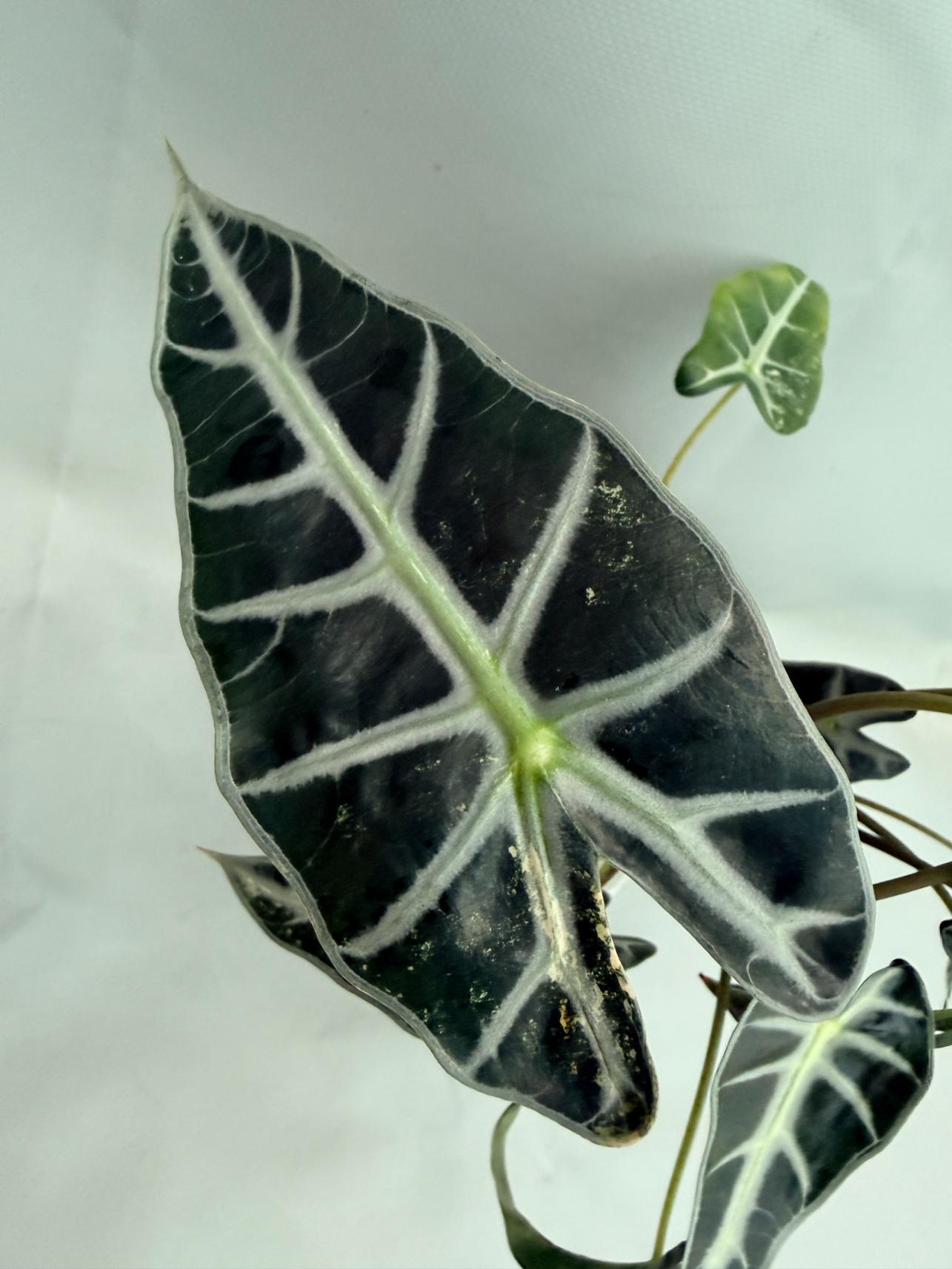 Alocasia Bambino Variegata Aurea 05