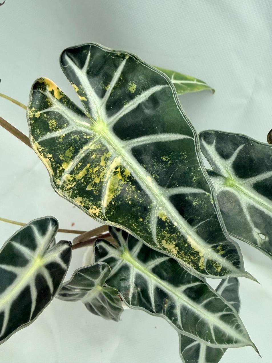 Alocasia Bambino Variegata Aurea 06