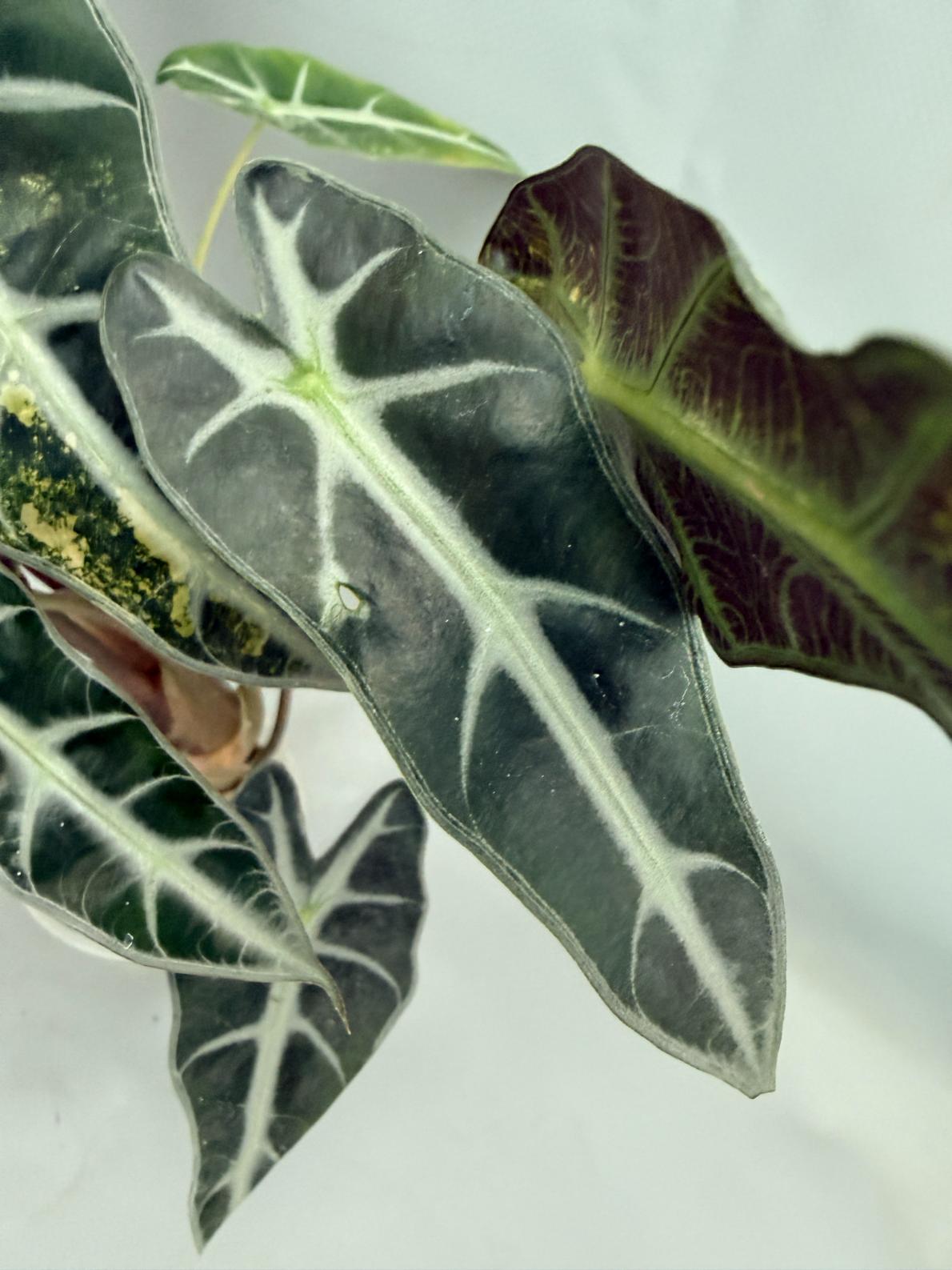 Alocasia Bambino Variegata Aurea 07