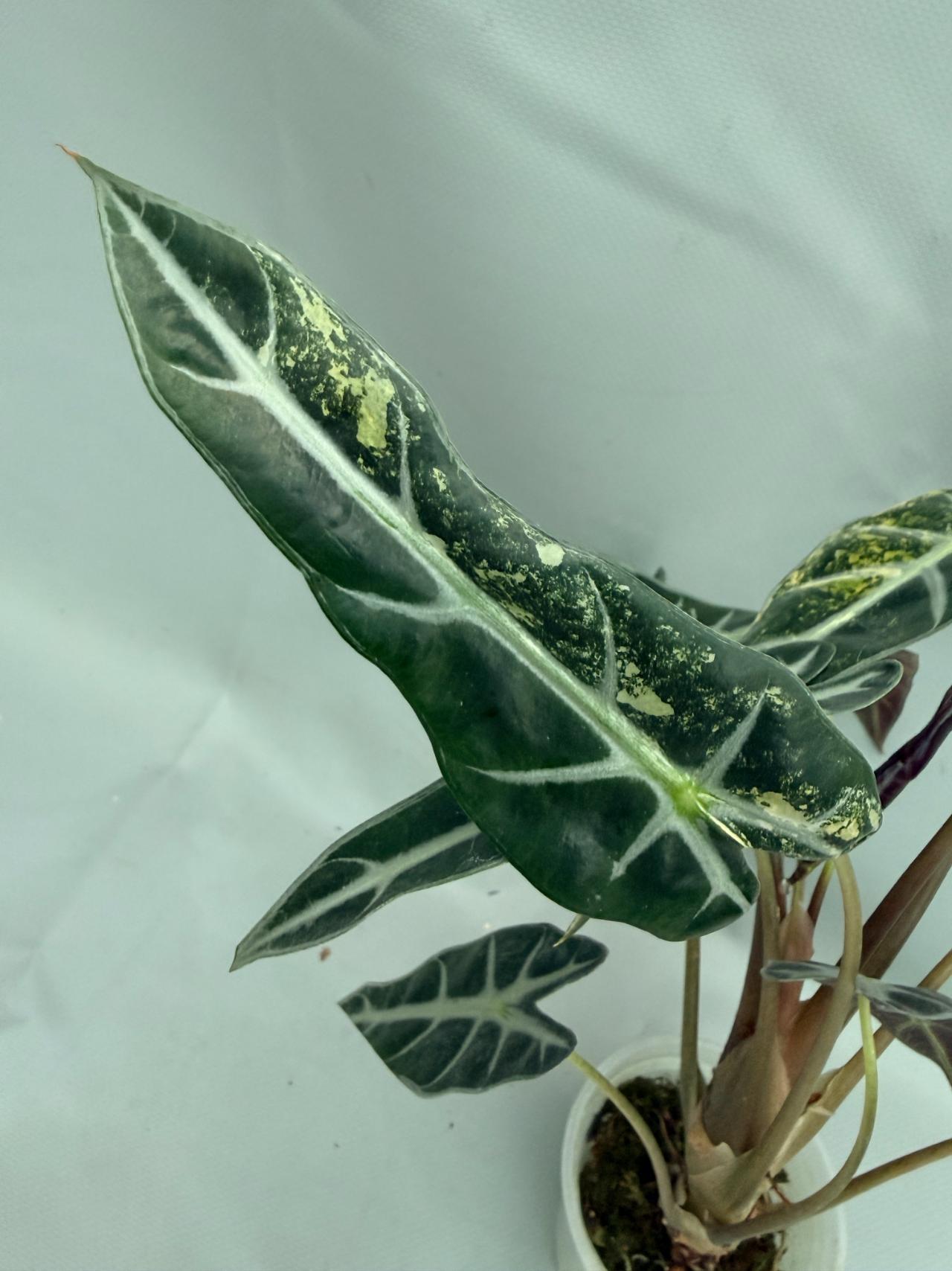 Alocasia Bambino Variegata Aurea 08