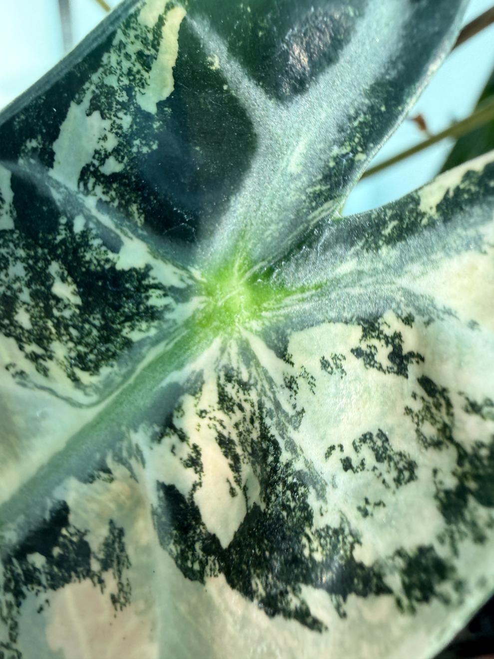 Alocasia Bambino Variegata Aurea 4
