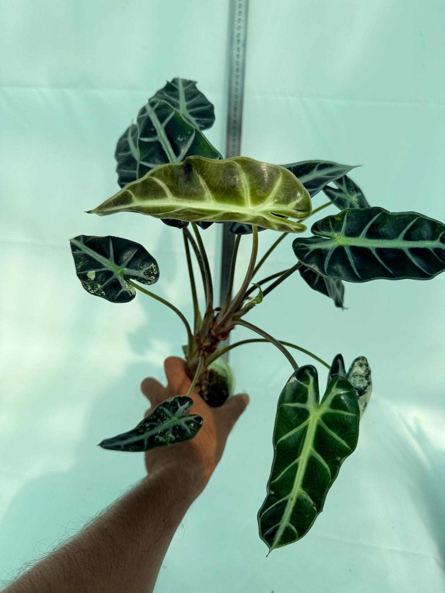 Alocasia Bambino Variegata Aurea 8