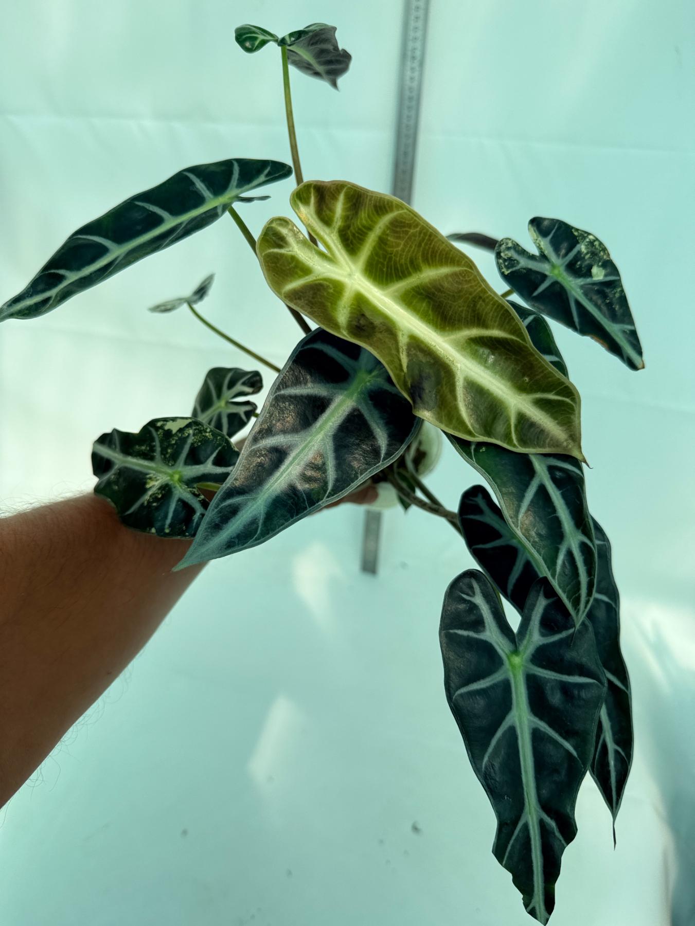 Alocasia Bambino Variegata Aurea 10