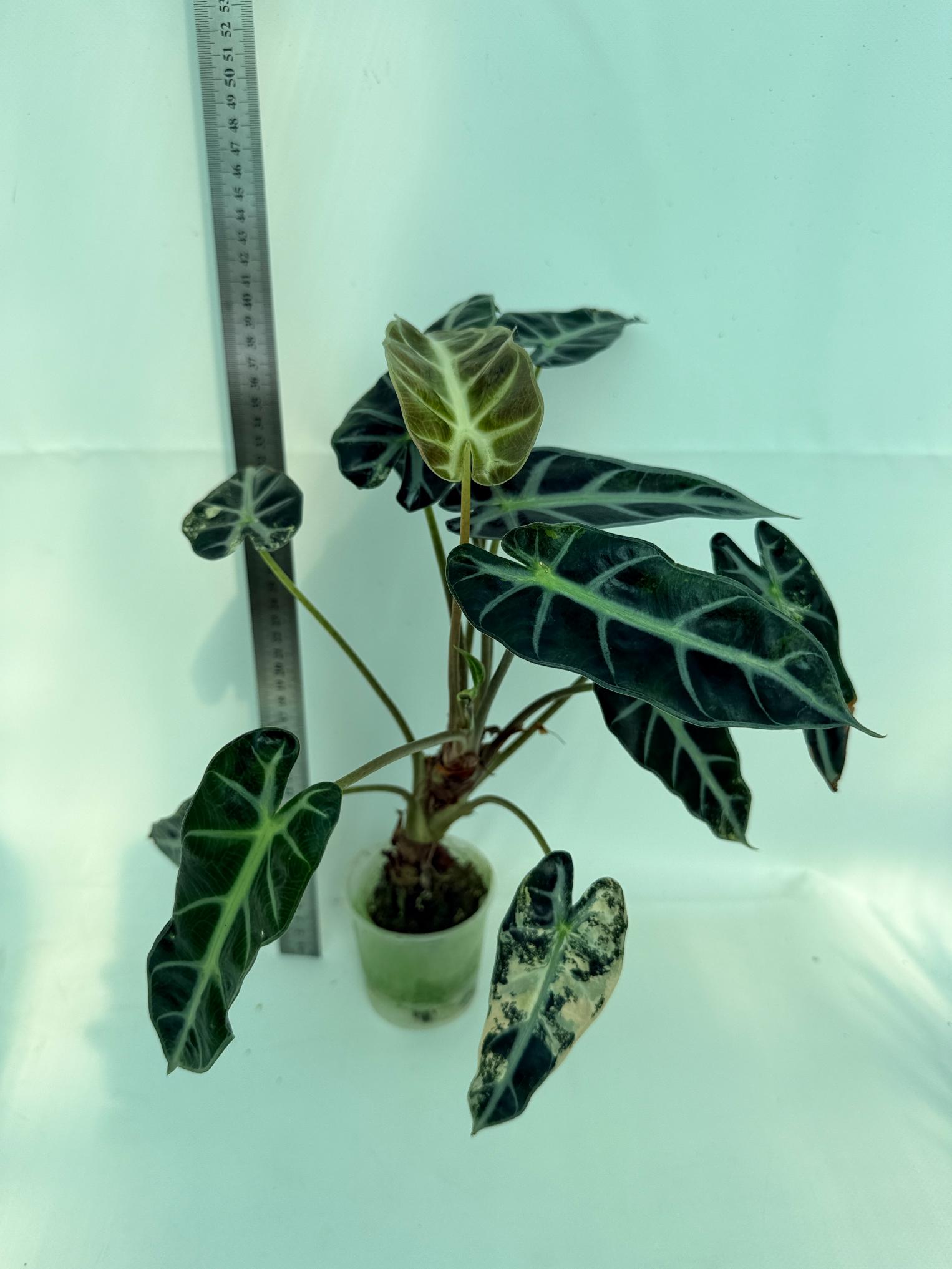 Alocasia Bambino Variegata Aurea 1