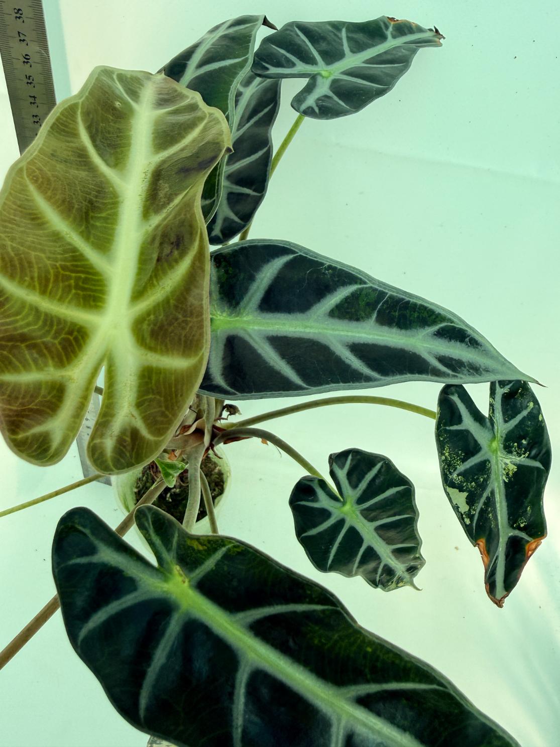 Alocasia Bambino Variegata Aurea 9