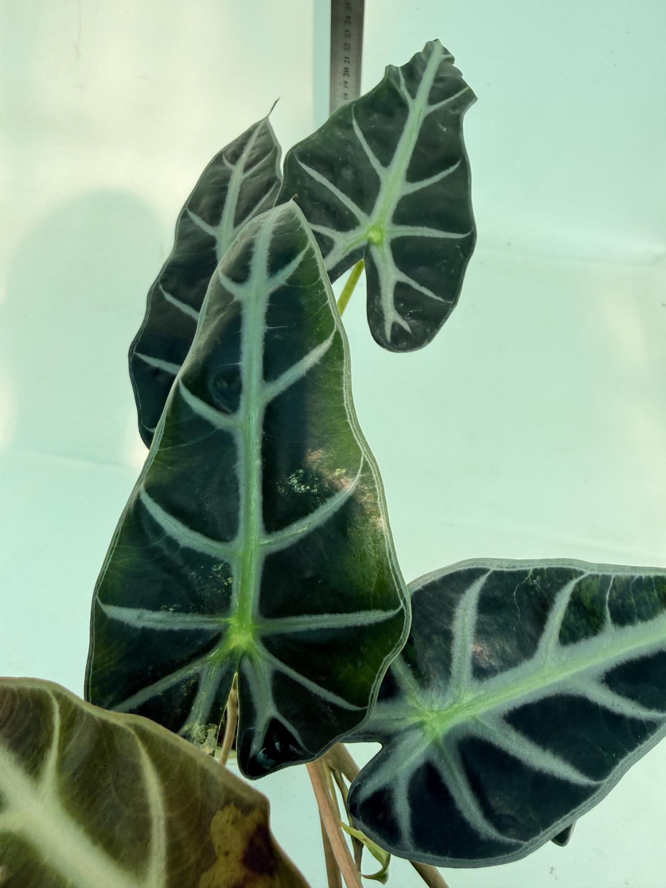 Alocasia Bambino Variegata Aurea 5