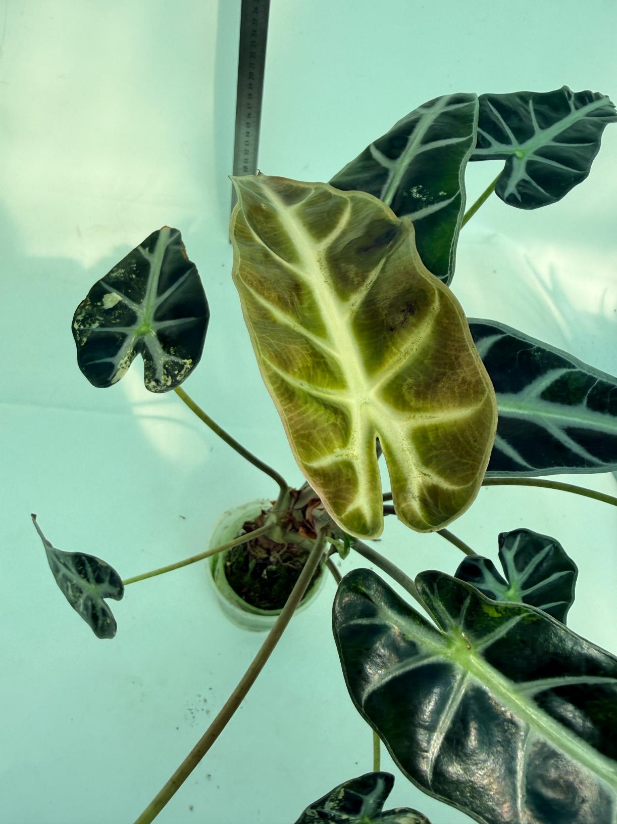 Alocasia Bambino Variegata Aurea 6