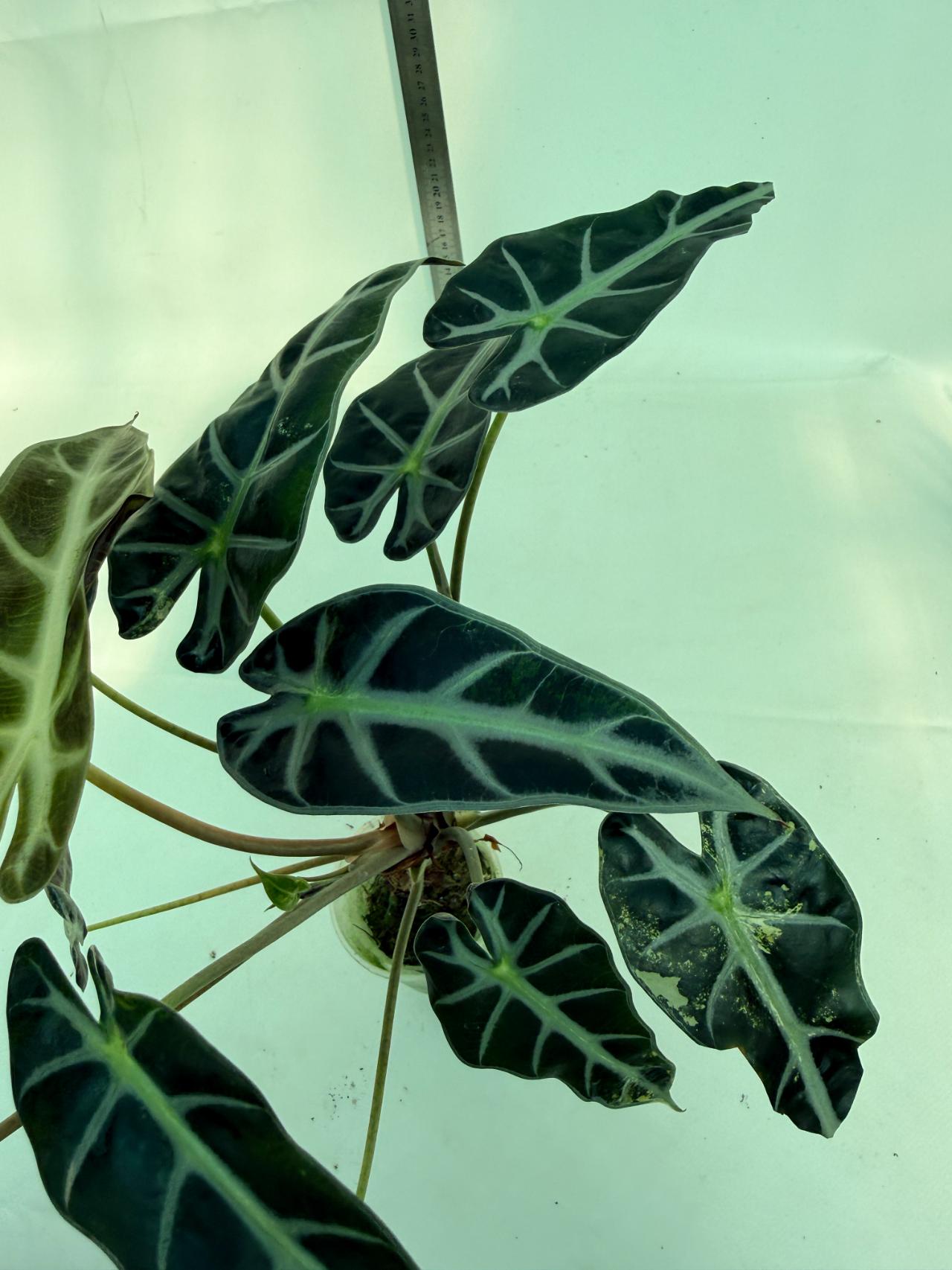 Alocasia Bambino Variegata Aurea 7