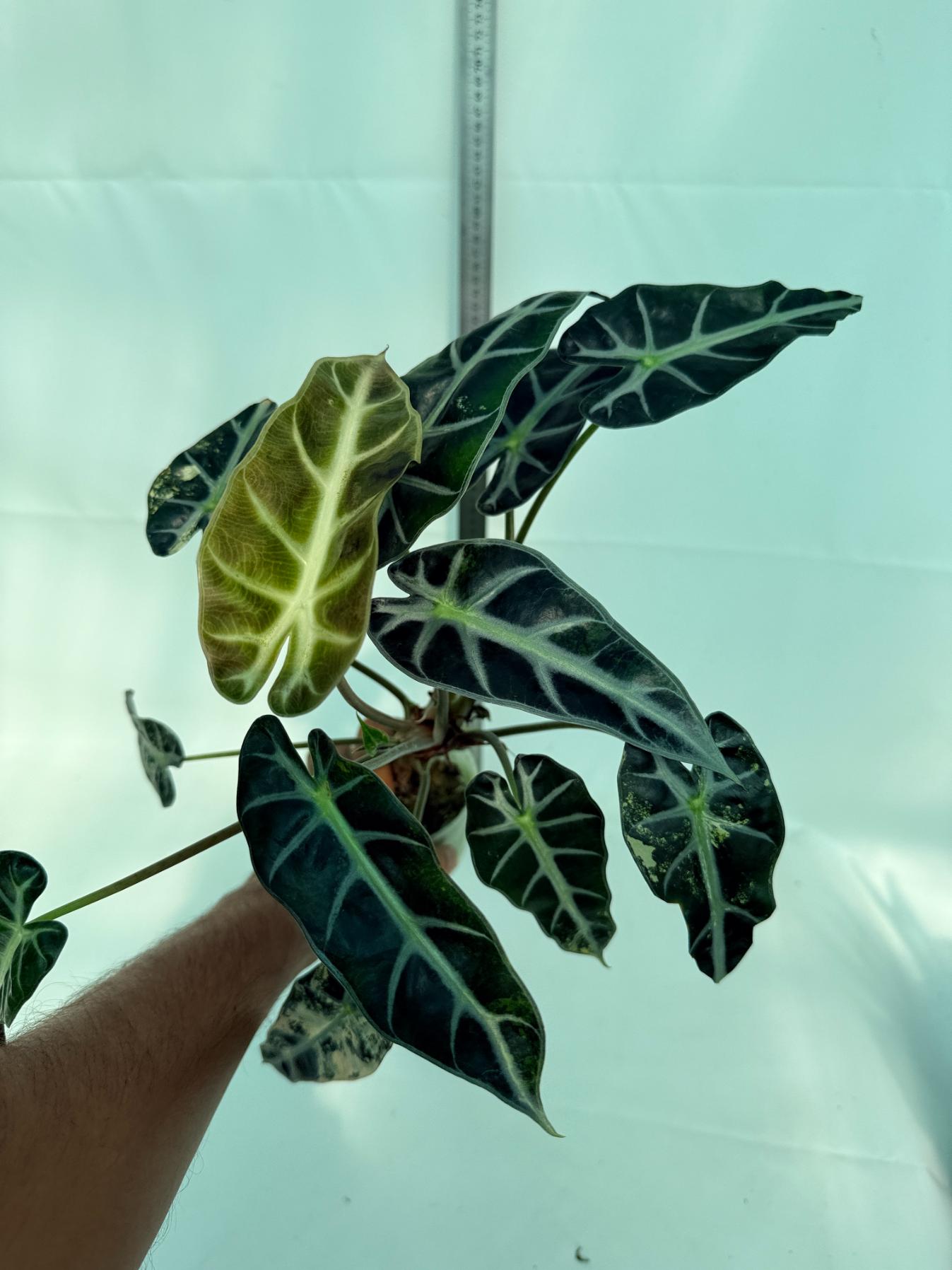 Alocasia Bambino Variegata Aurea 3