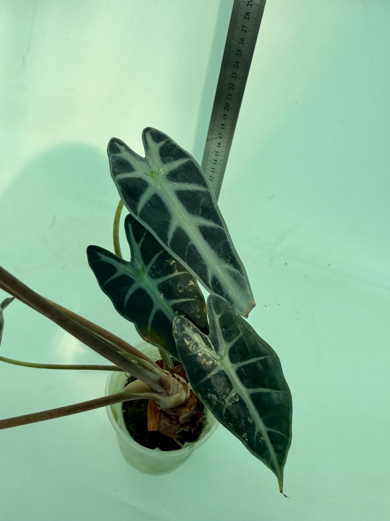 Alocasia Bambino Variegata Aurea 10