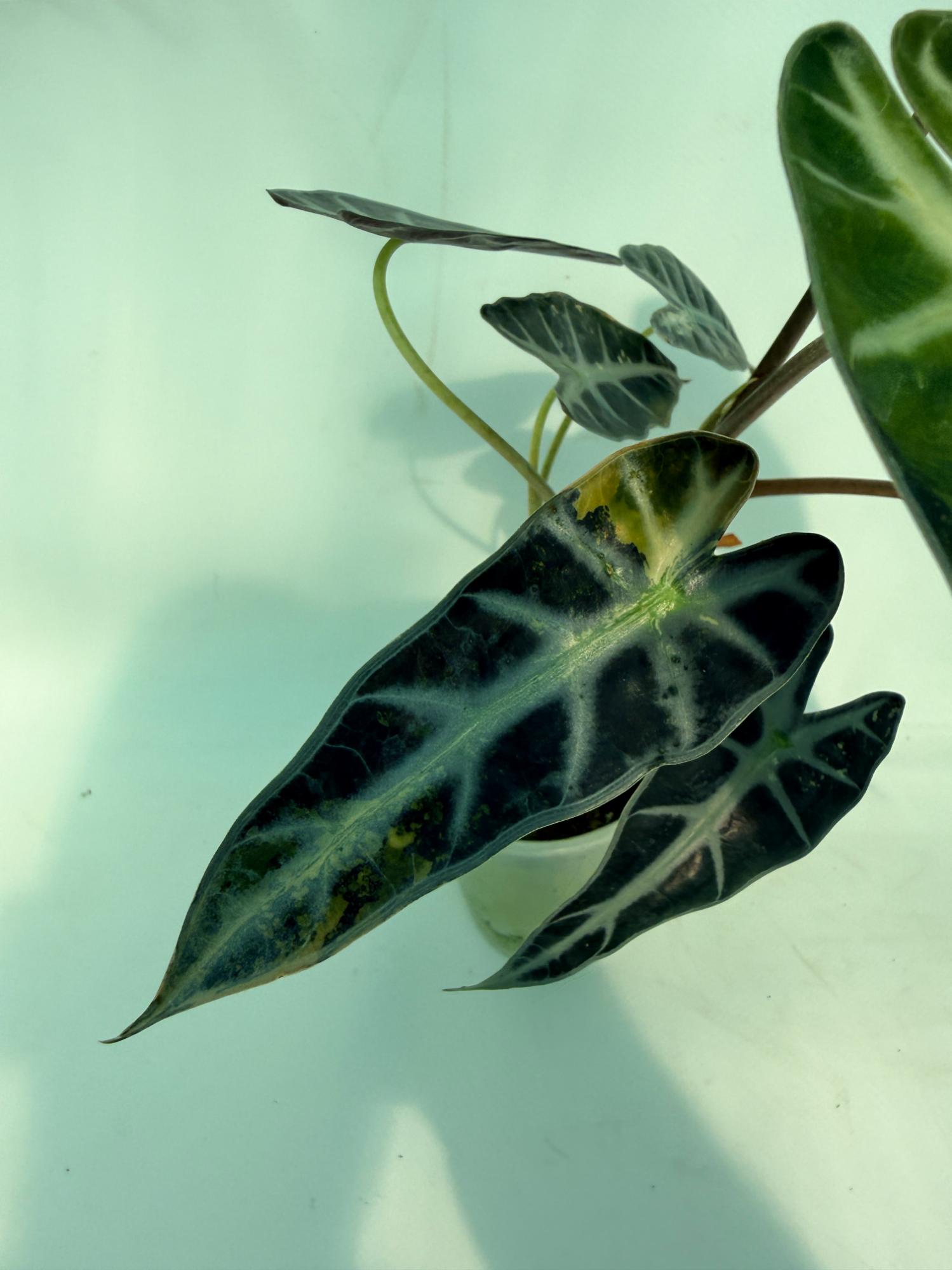 Alocasia Bambino Variegata Aurea 9