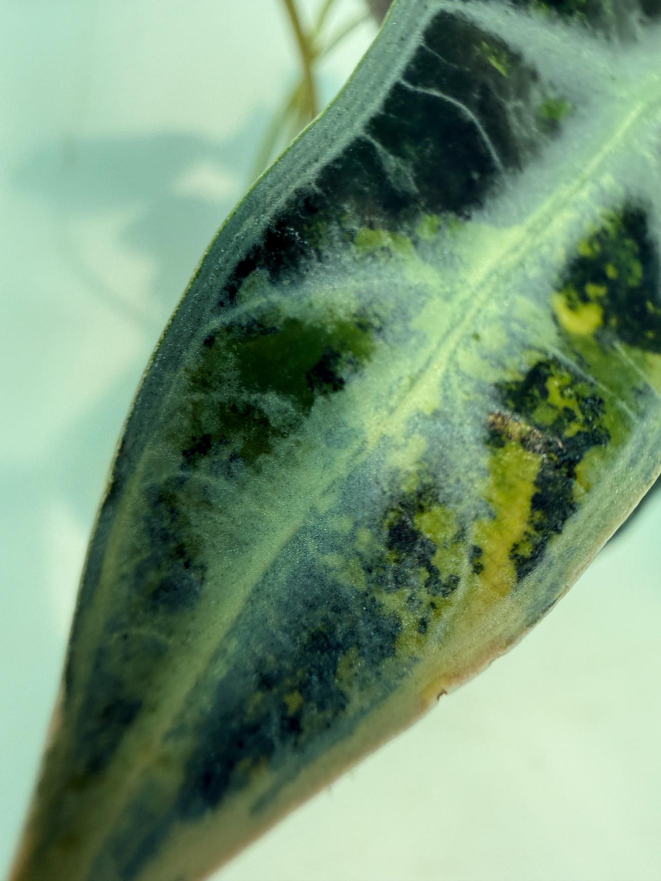 Alocasia Bambino Variegata Aurea 5