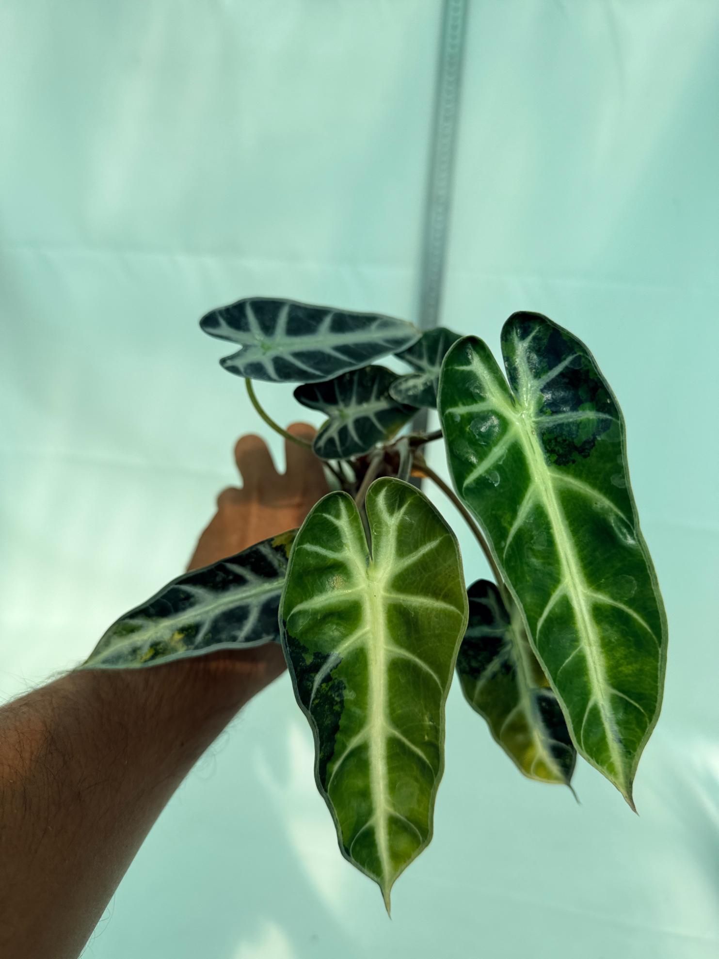 Alocasia Bambino Variegata Aurea 3